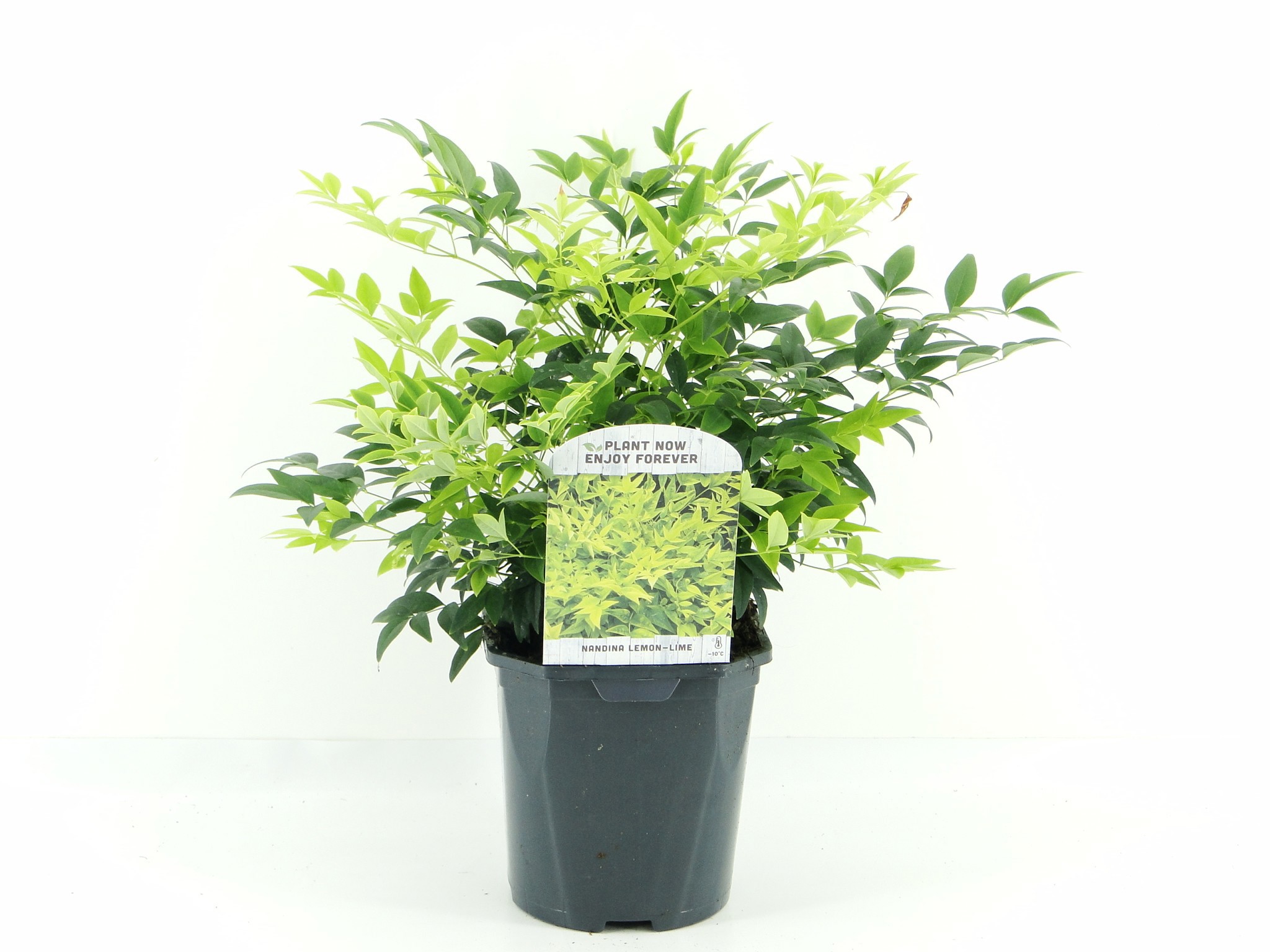 Nandina dom. Lemon Lime