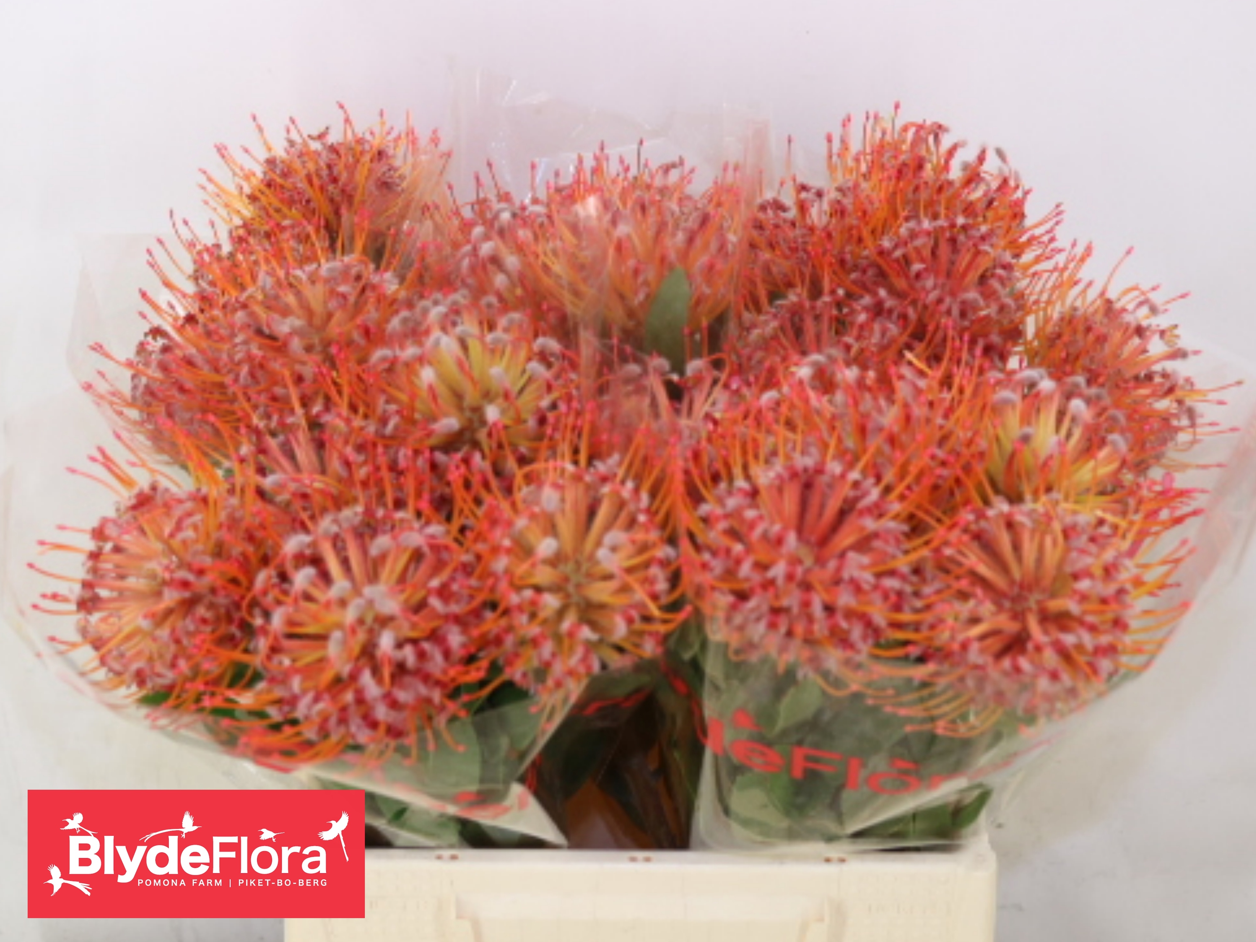 Leucospermum Naomi 40cm
