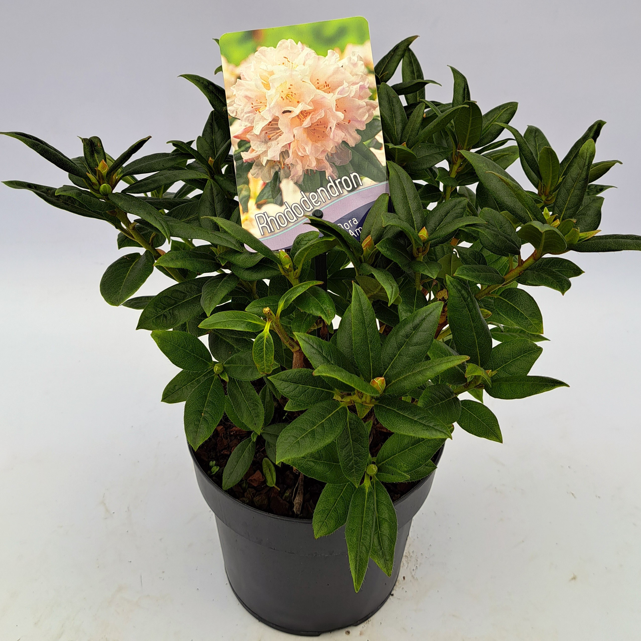 Picture of Rhododendron Dora Amateis P17 (2 Ltr) (LOOSE)