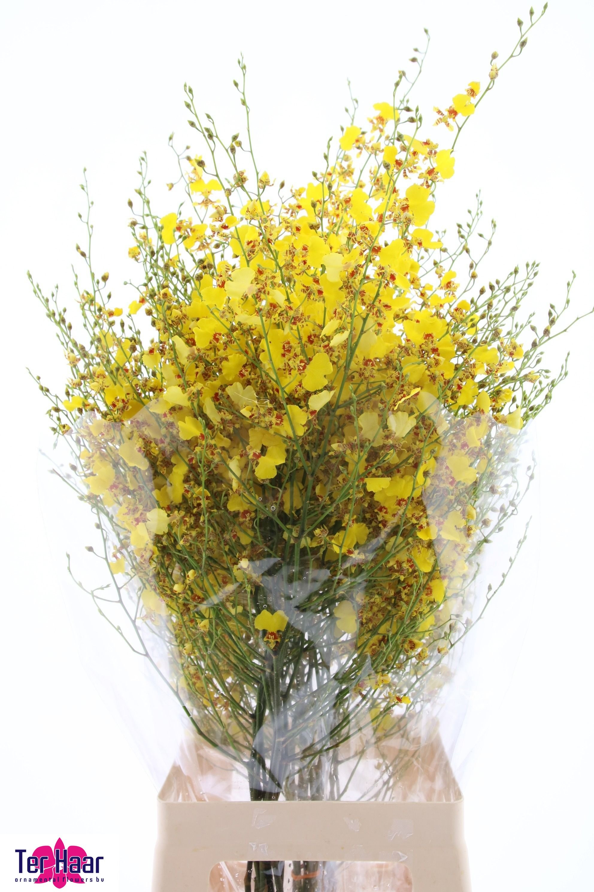 Oncidium