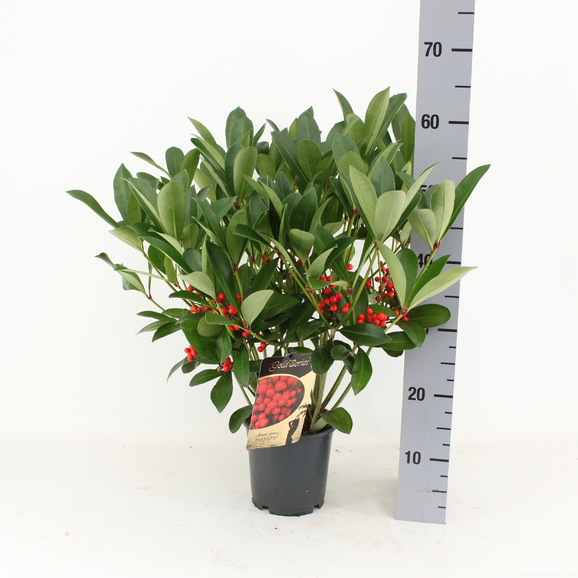 Picture of Skimmia japonica PASSION ® met bes en bloem P15