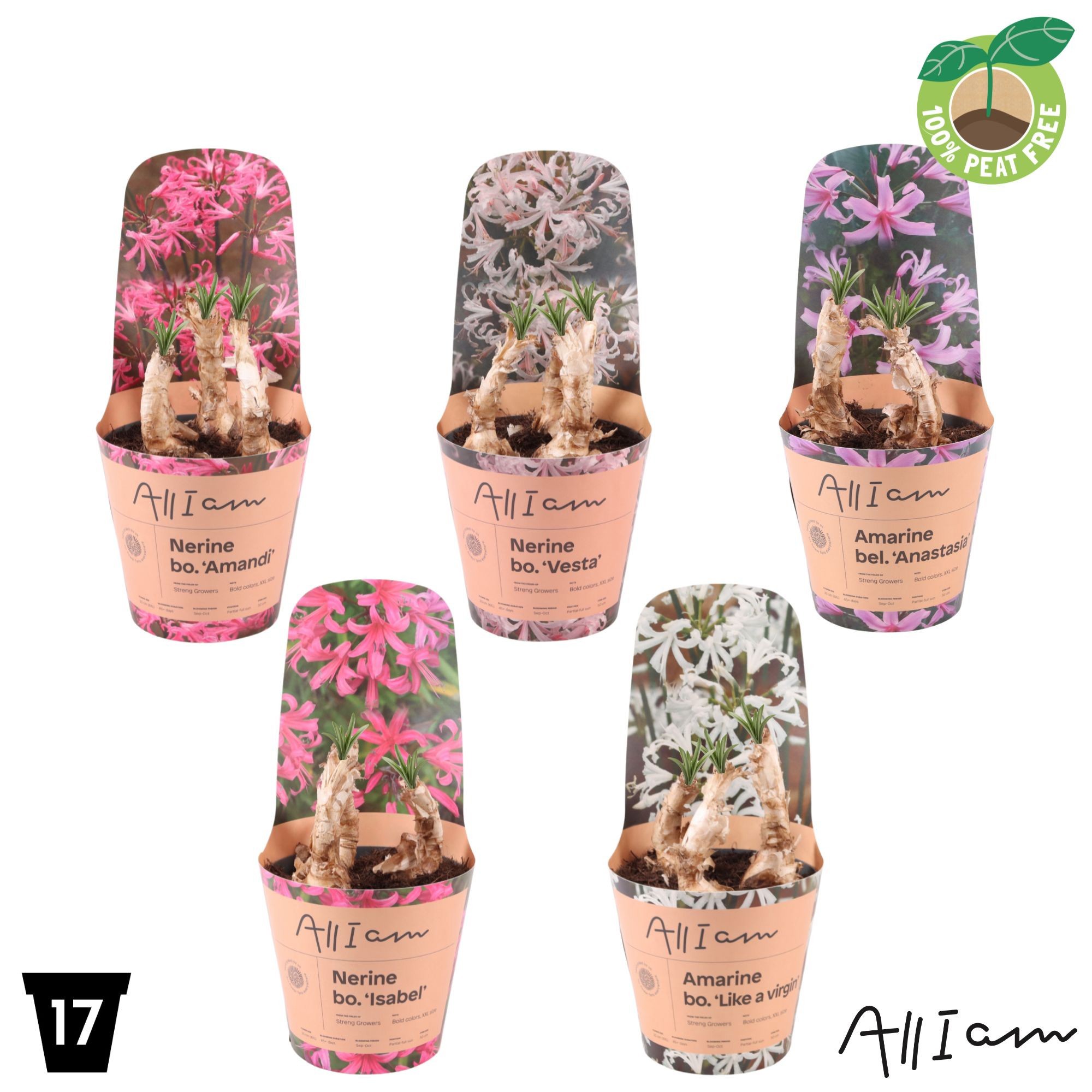 Amarine - Nerine Gemengd Potcover