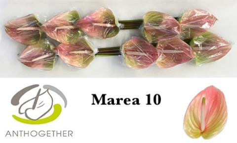 Anthurium (Andreanum) Marea ANTH A MAREA | OZ Planten