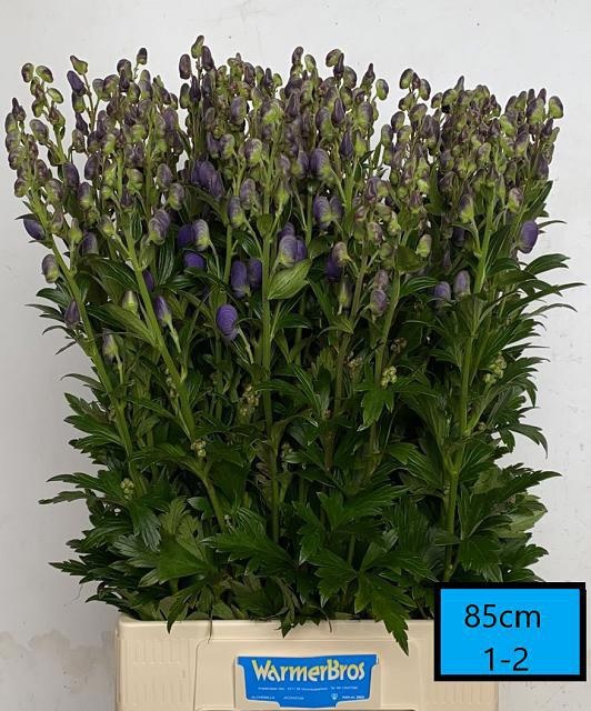 Aconitum Arensi 80cm