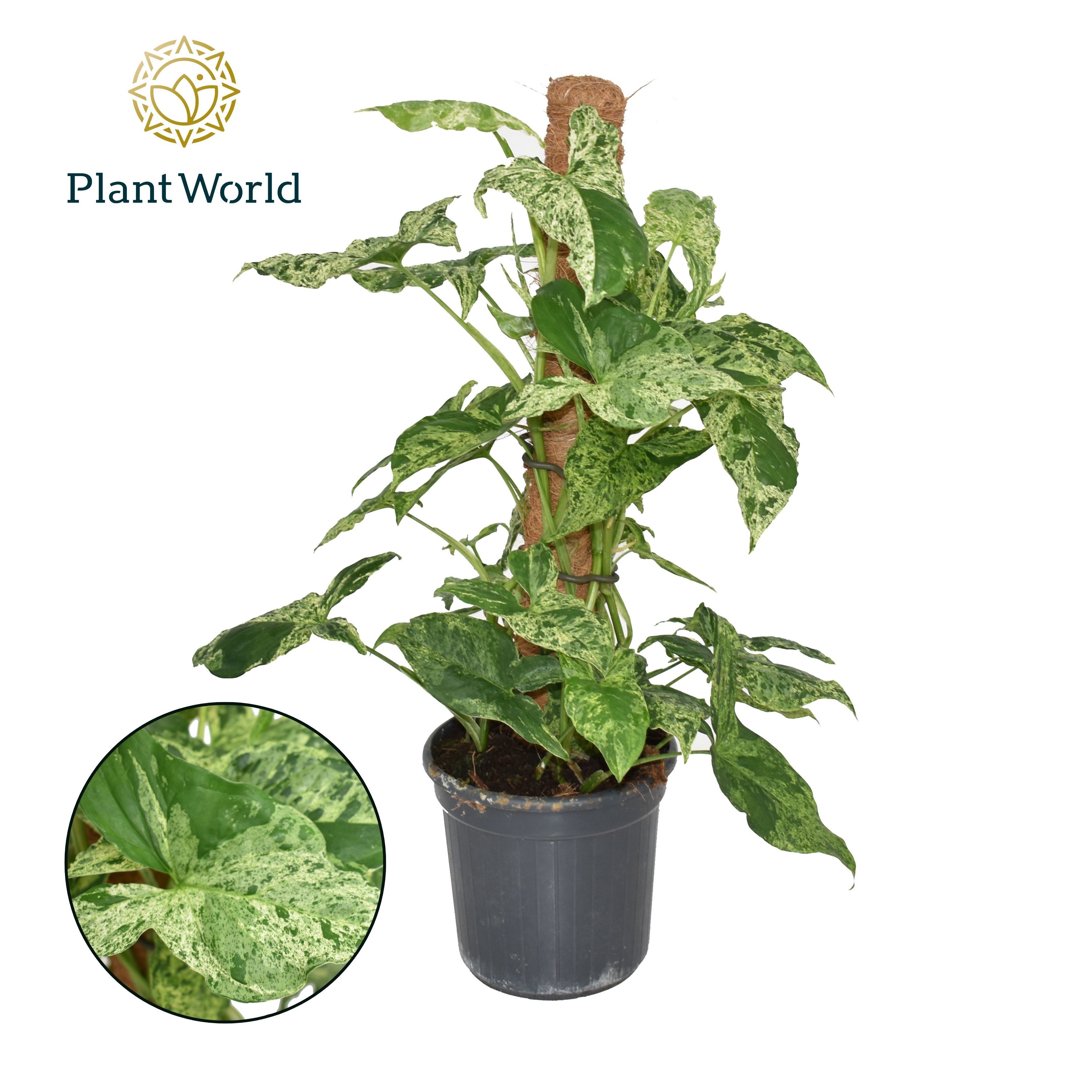 Syngonium pod. Mottled Moss pole | Gardenline