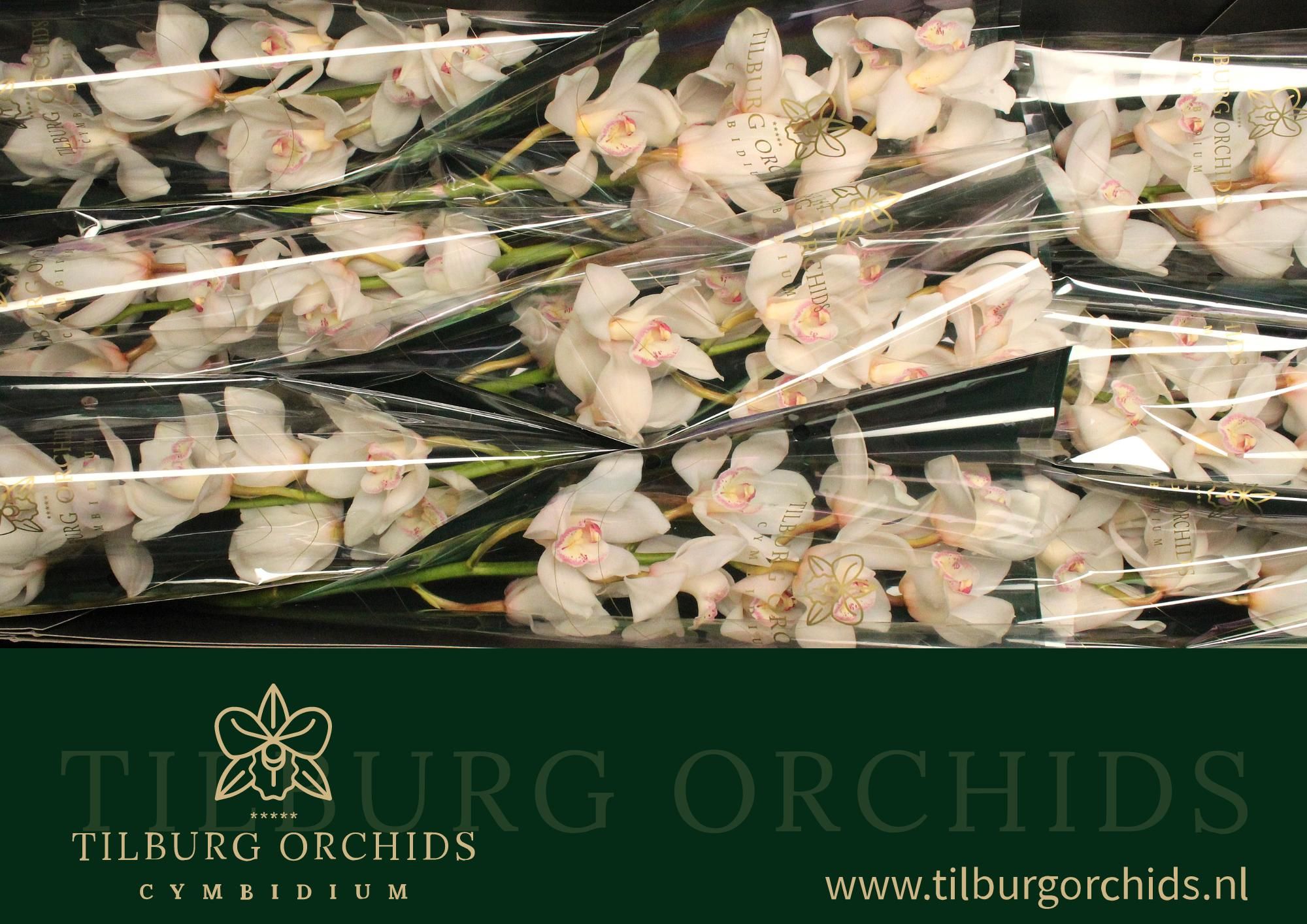 Cymbidium Antonella 8/11bl