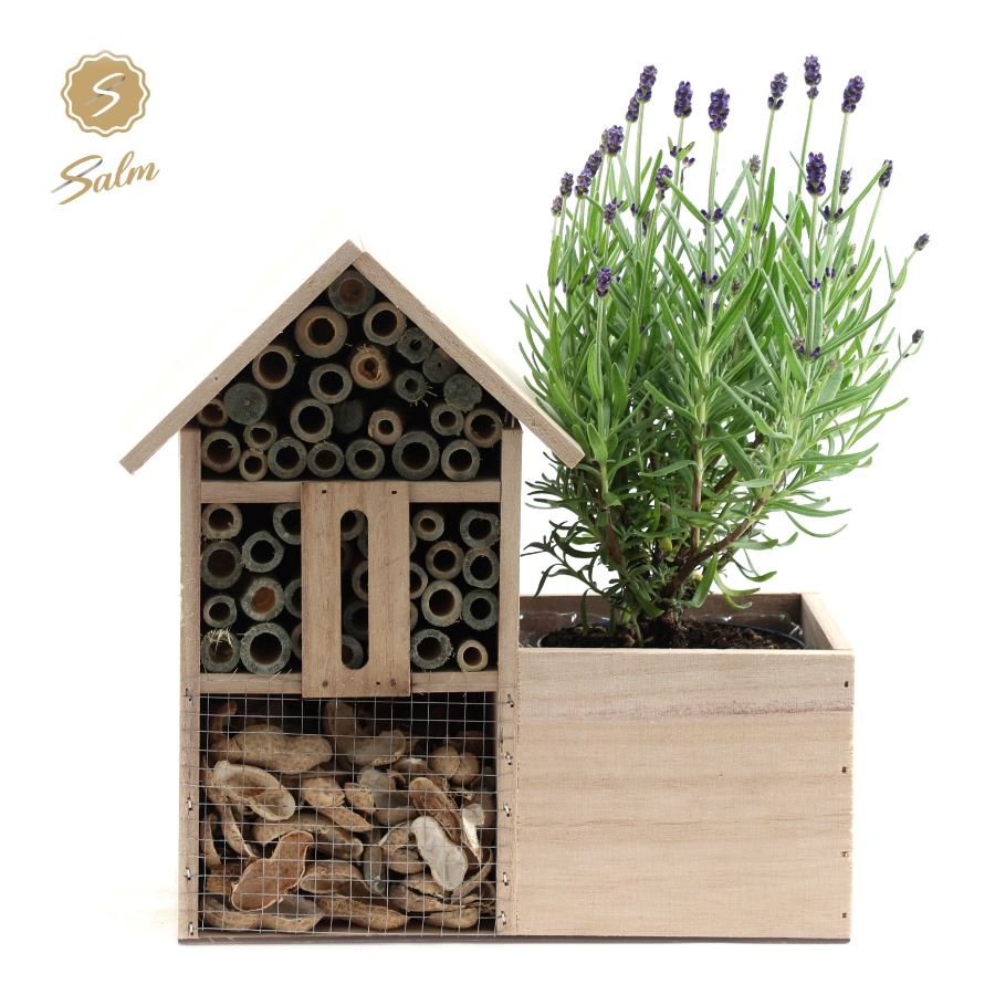 Picture of Lavandula ang. 'Felice'® Collection P10,5 in Insect Hotel