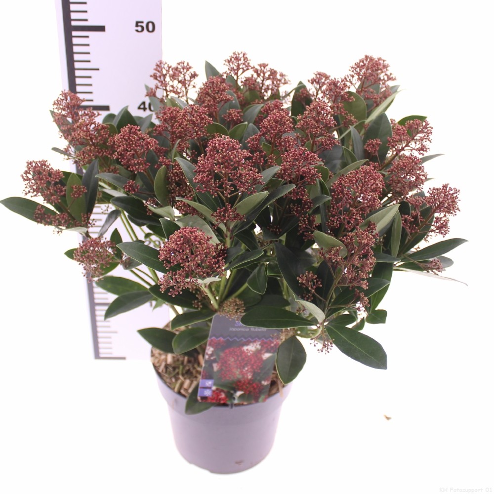 Picture of Skimmia jap. 'Rubella'