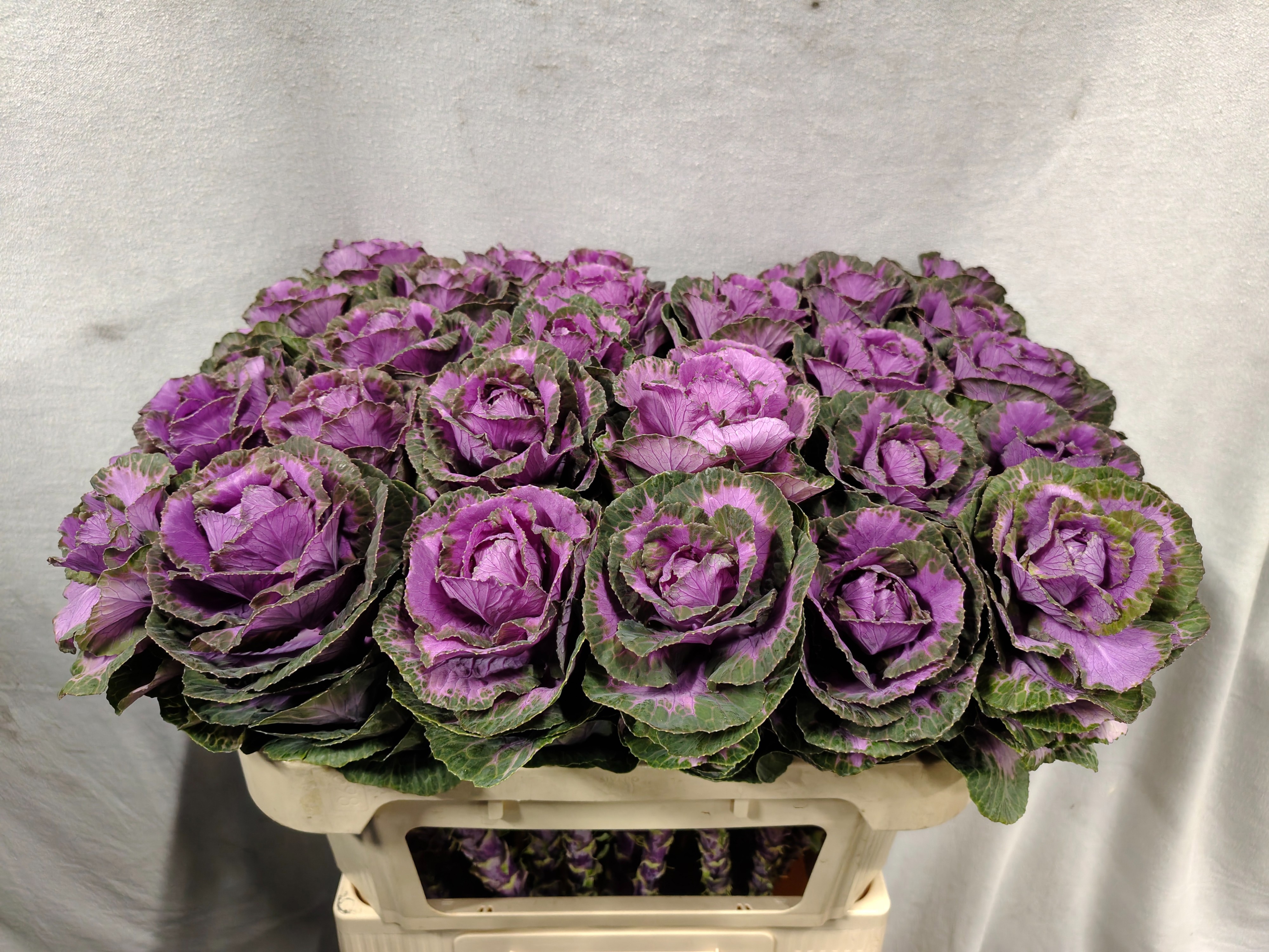 Brassica Olga 70cm