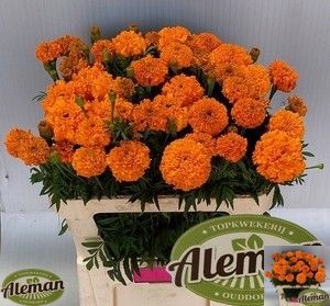Tagetes Er Promise O 80cm