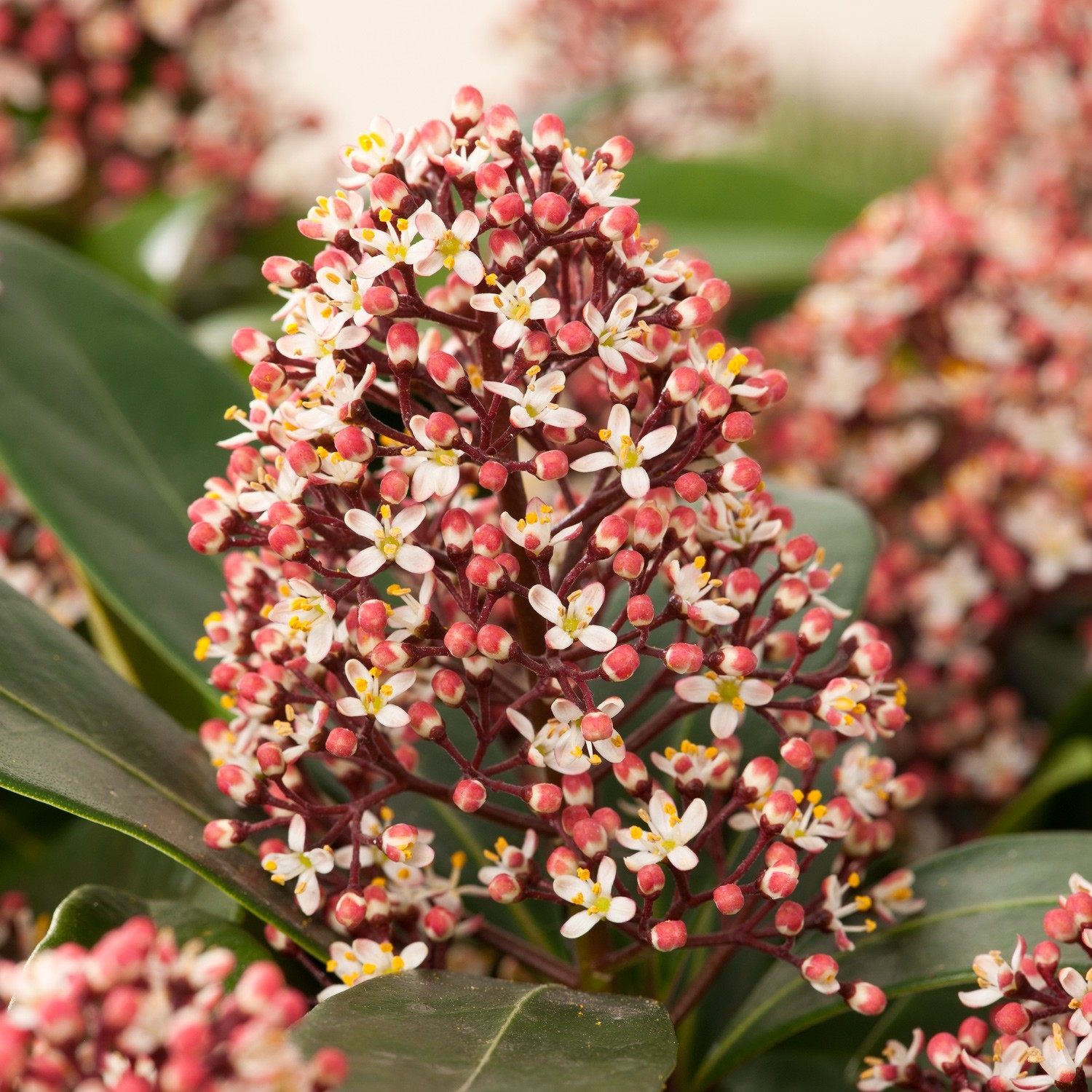 Picture of Skimmia jap. 'Rubella'