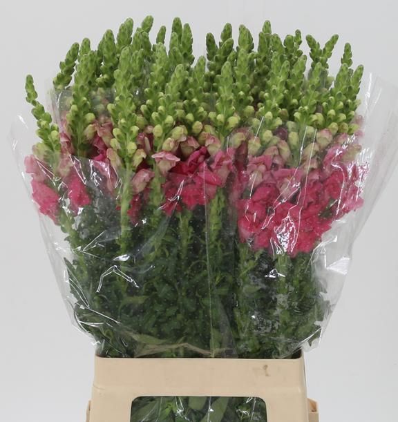 Antirrhinum Poto Cherr Rose 70cm