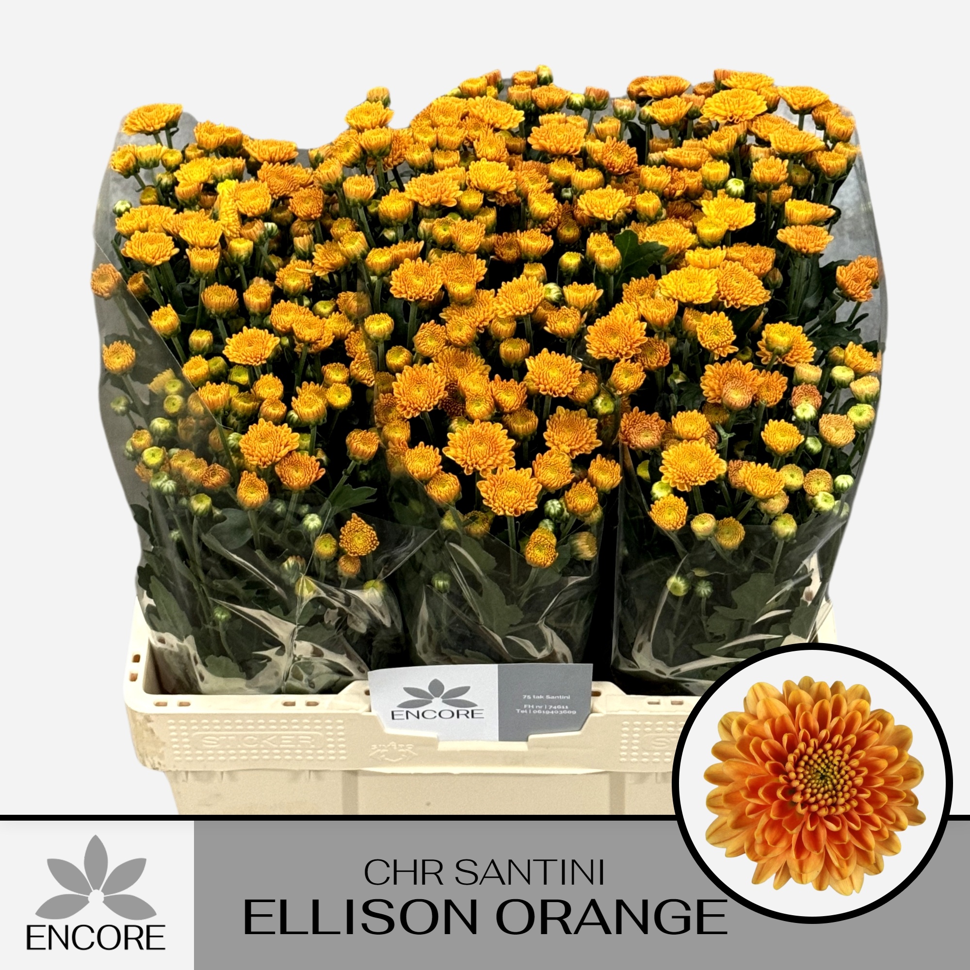 Chrys Santini Ellison Orange 55cm 750Ø