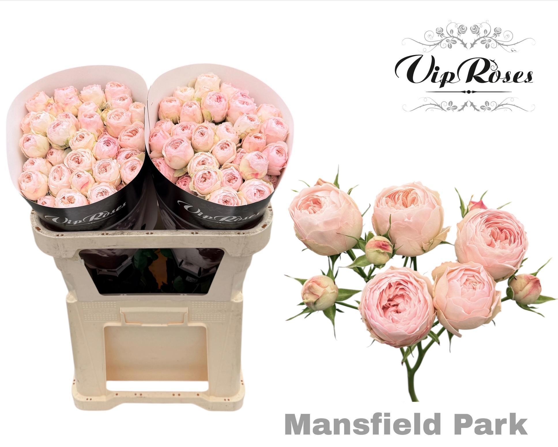 R Tr Mansfield Park