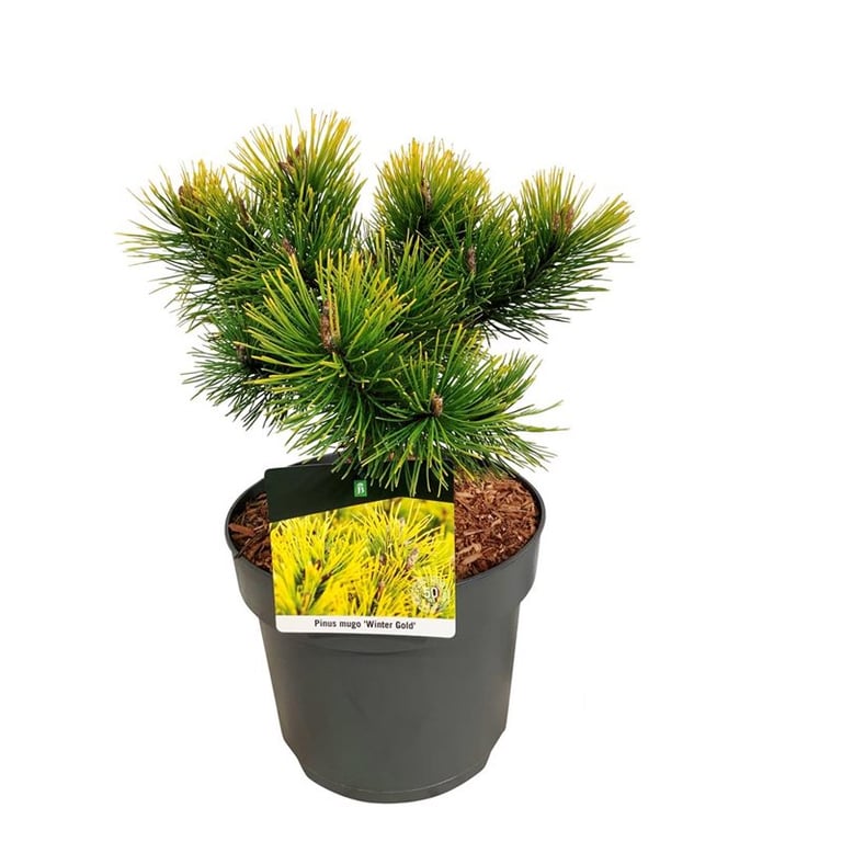 Picture of Pinus mugo 'Winter Gold'