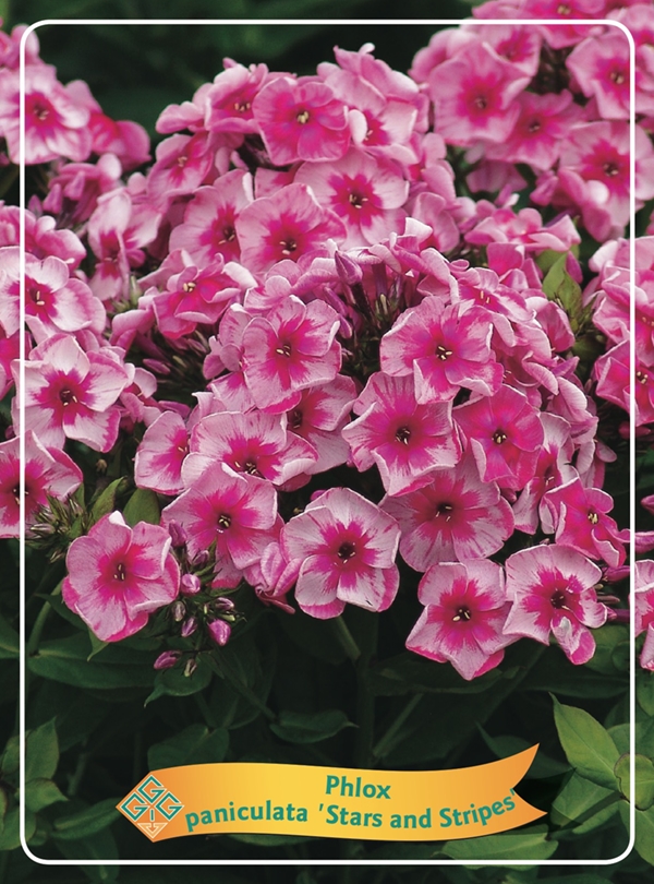 Picture of Phlox paniculata mix 6x10 srt. per shelve P11