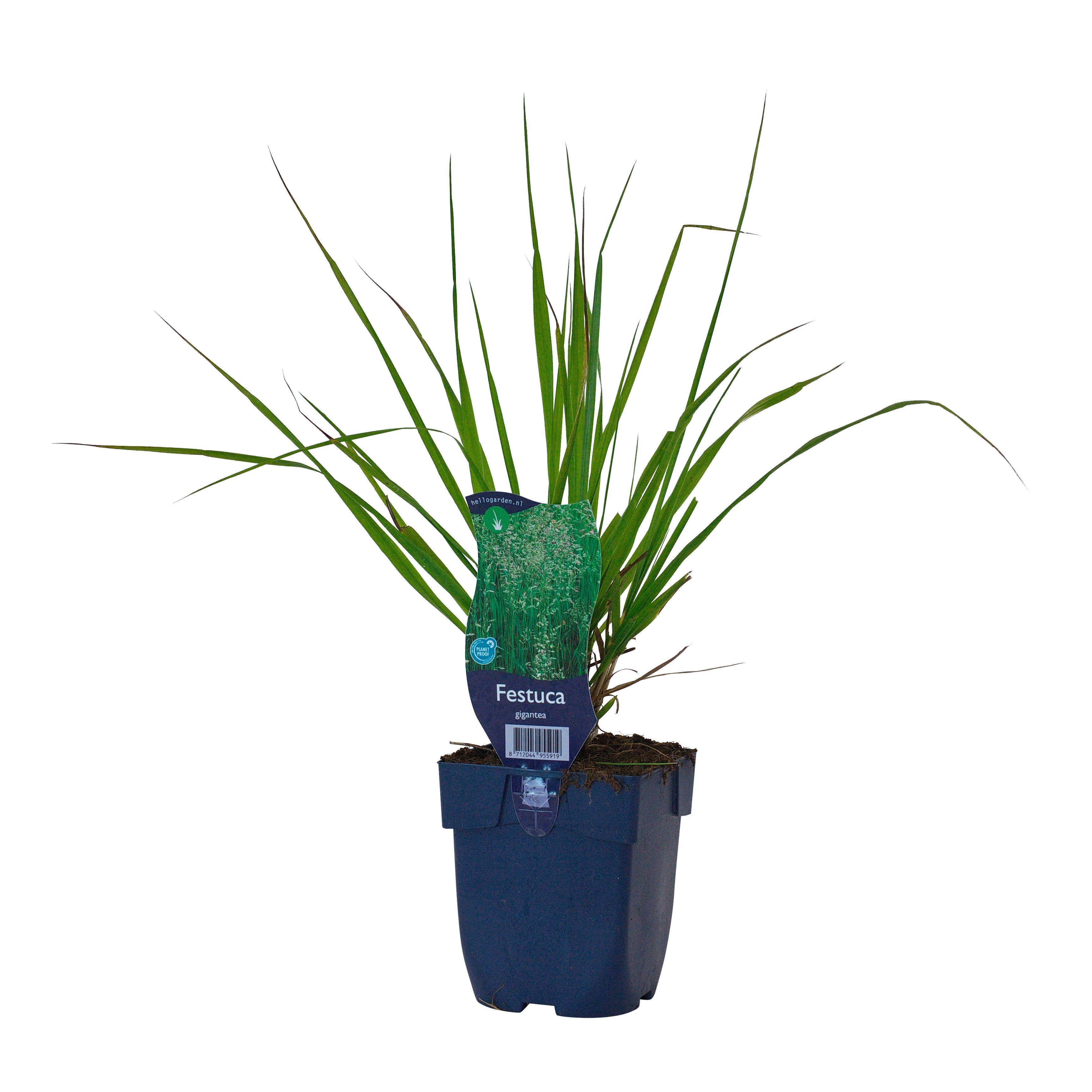 Festuca gigantea