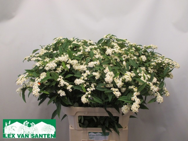 Euphorbia Spray Quicksilver 80cm