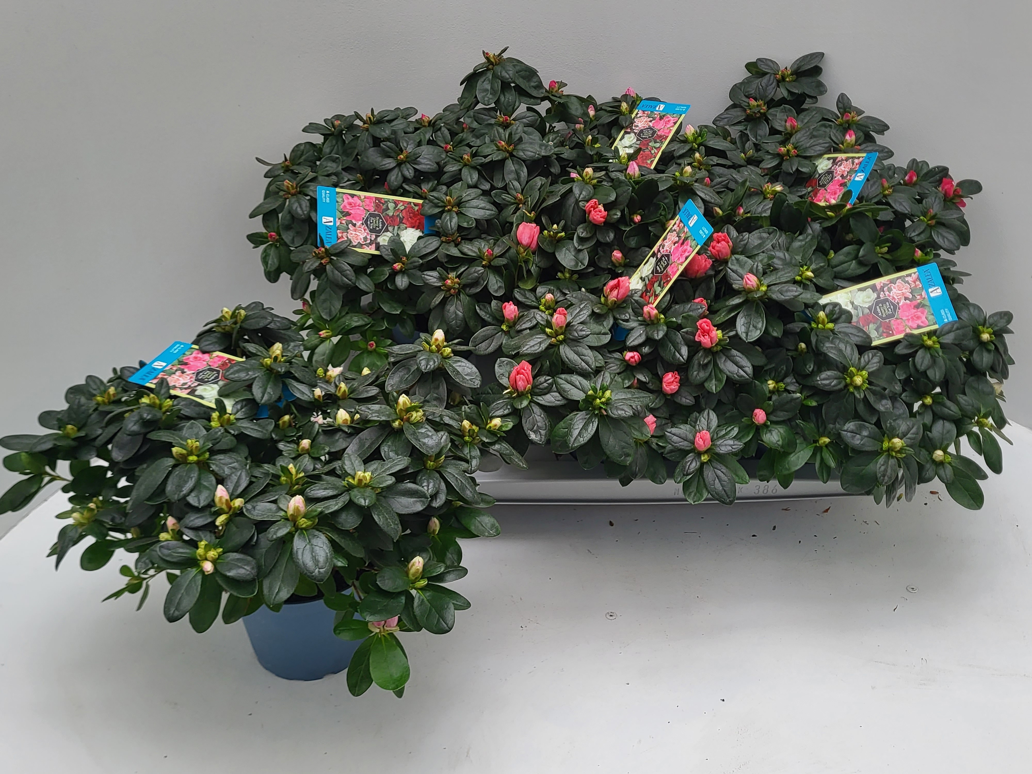 Rhodo Si V Gem 6 Srt 14Ø 30cm