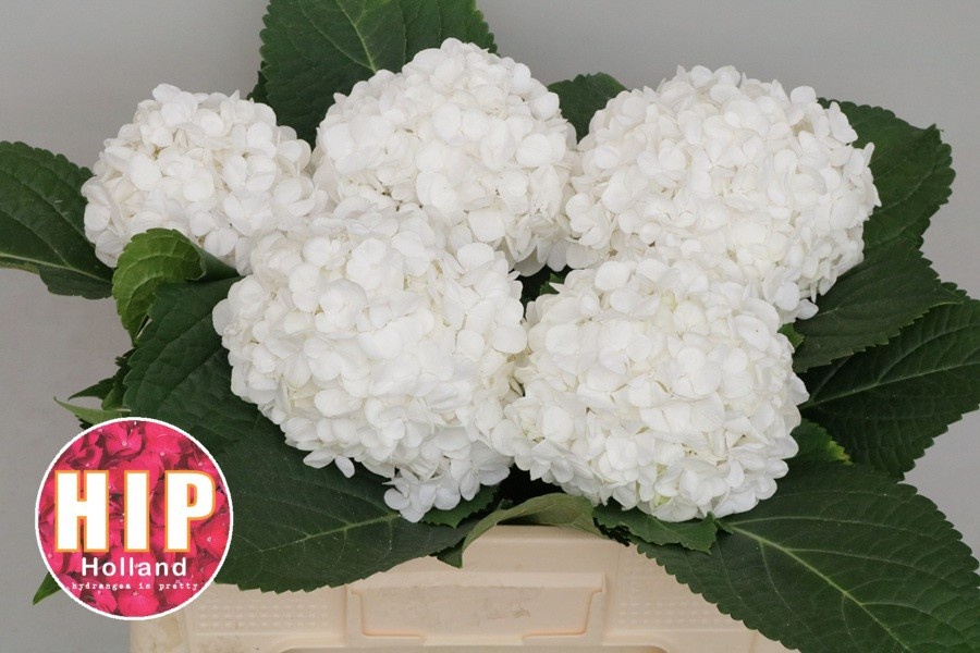 Hydrangea Cannonball 50cm 16Ø