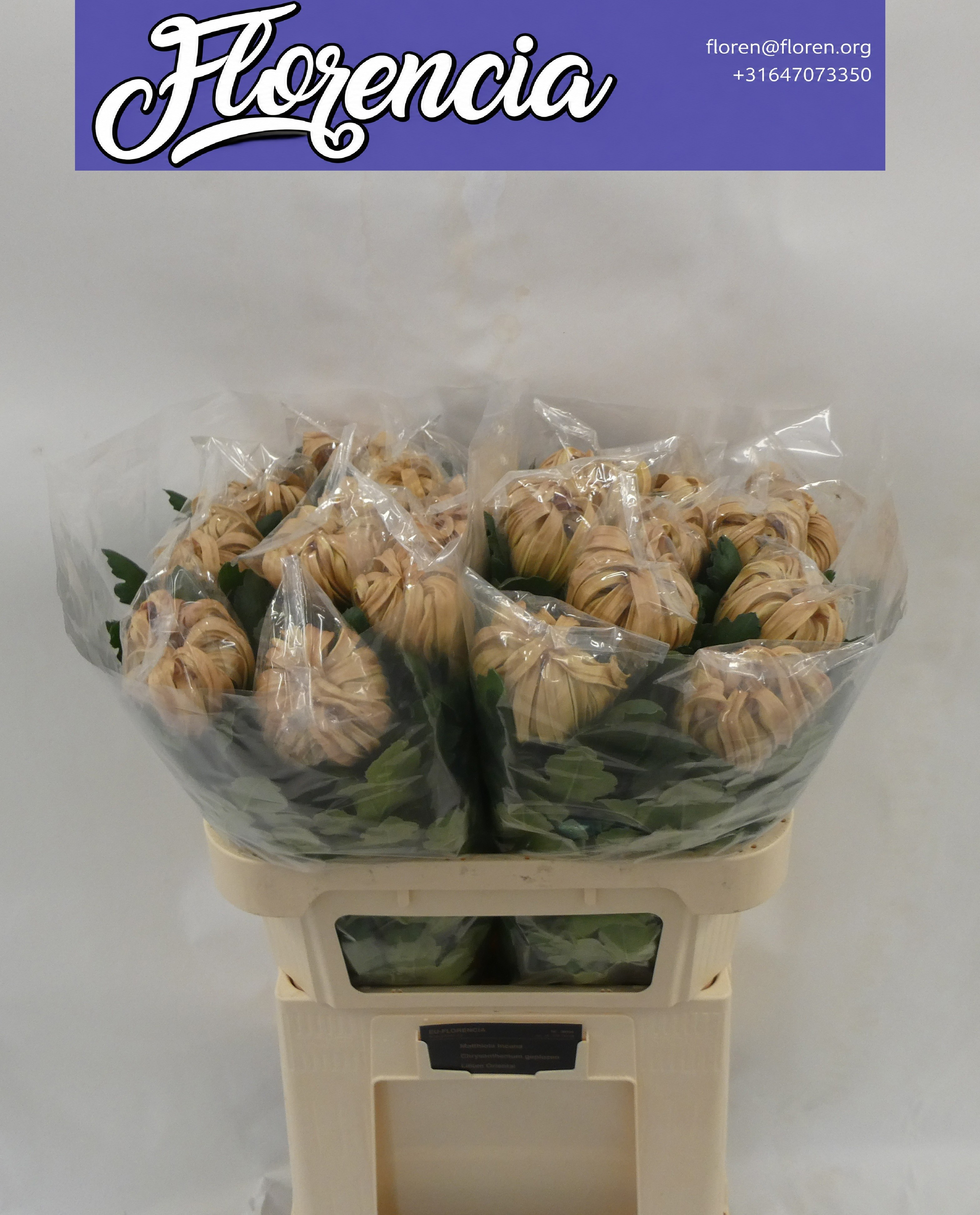 Chrys Single Vienna Copper 80cm 160gram