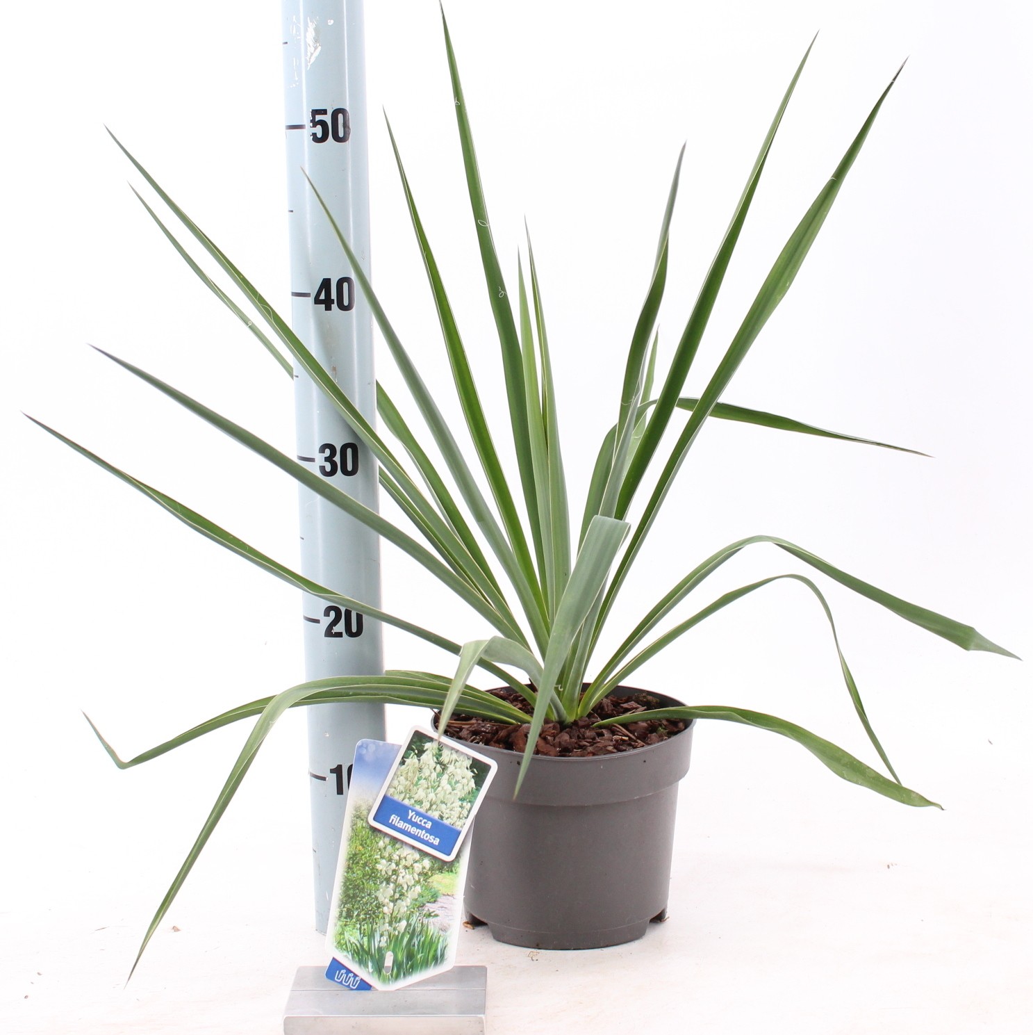 Picture of Yucca filamentosa P17 (2 Ltr)