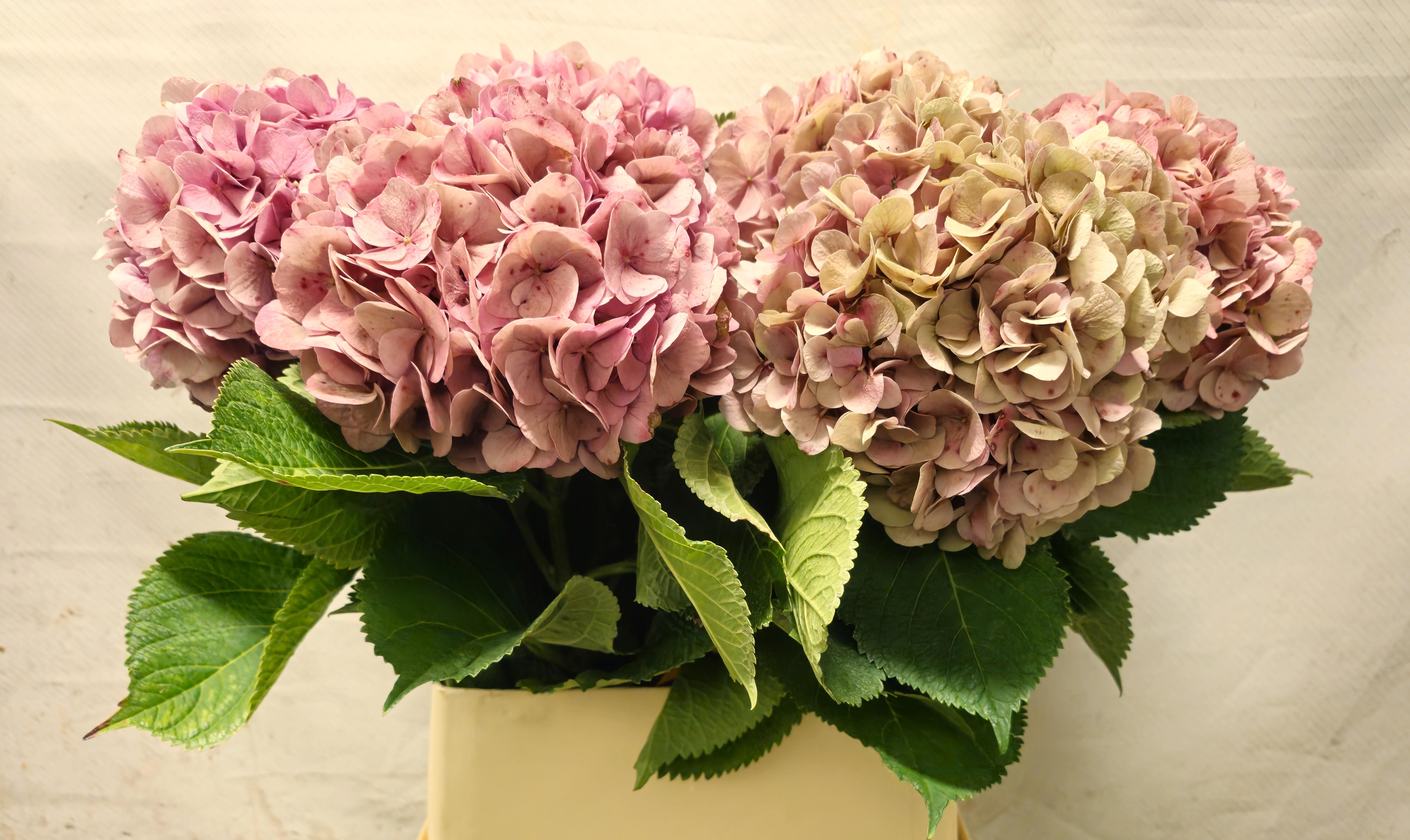 Hydrangea Bodensee Clas 90cm 18Ø
