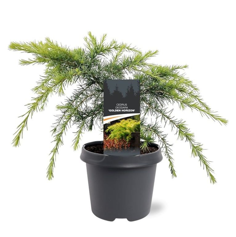 Cedrus deodara 'Golden Horizon'