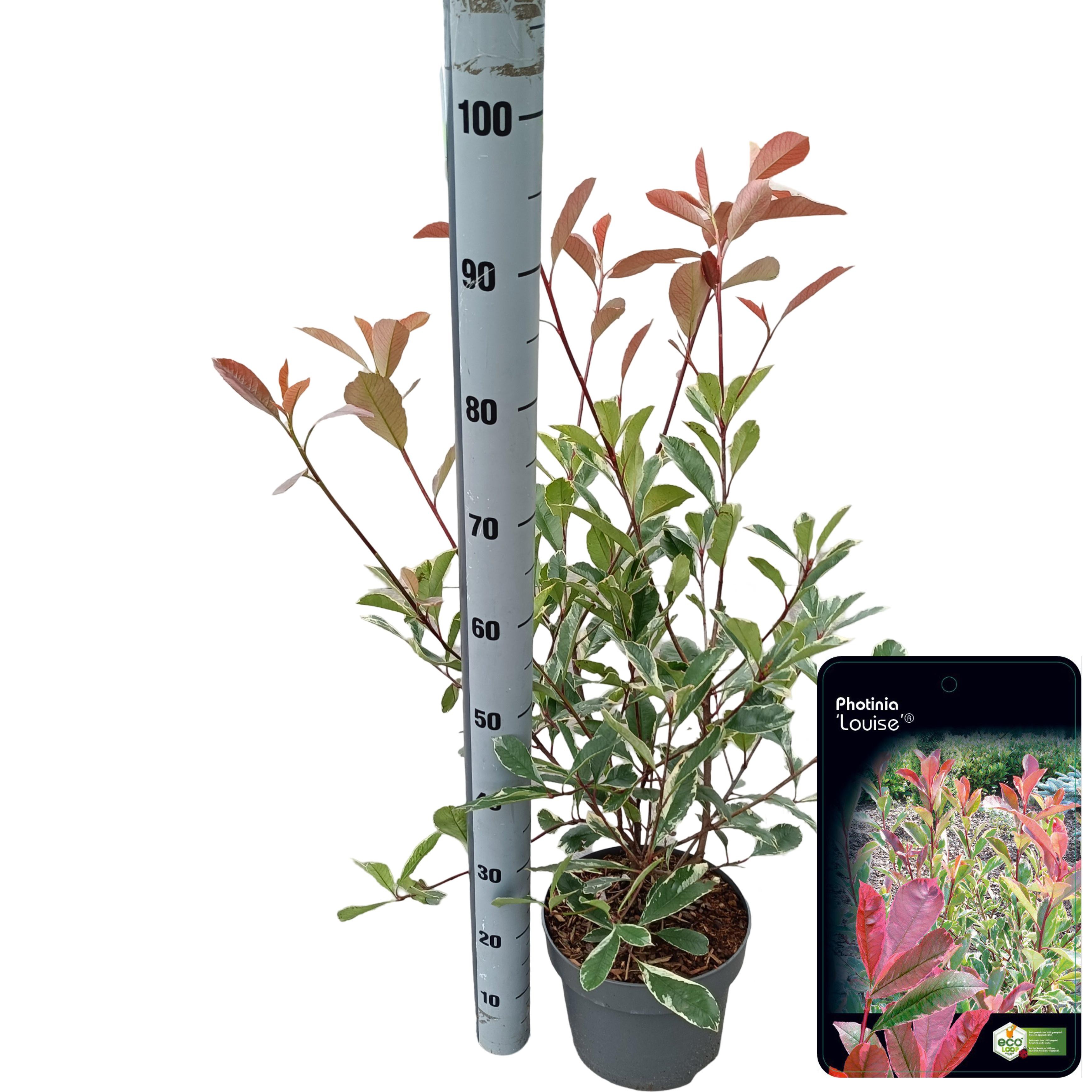 Picture of Photinia fraseri 'Louise'® C5