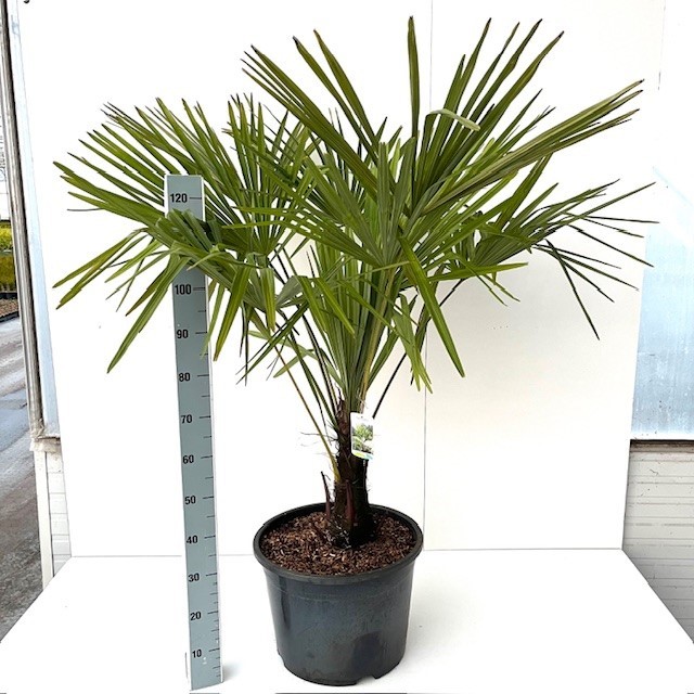 Picture of Trachycarpus fortunei C35 140-160