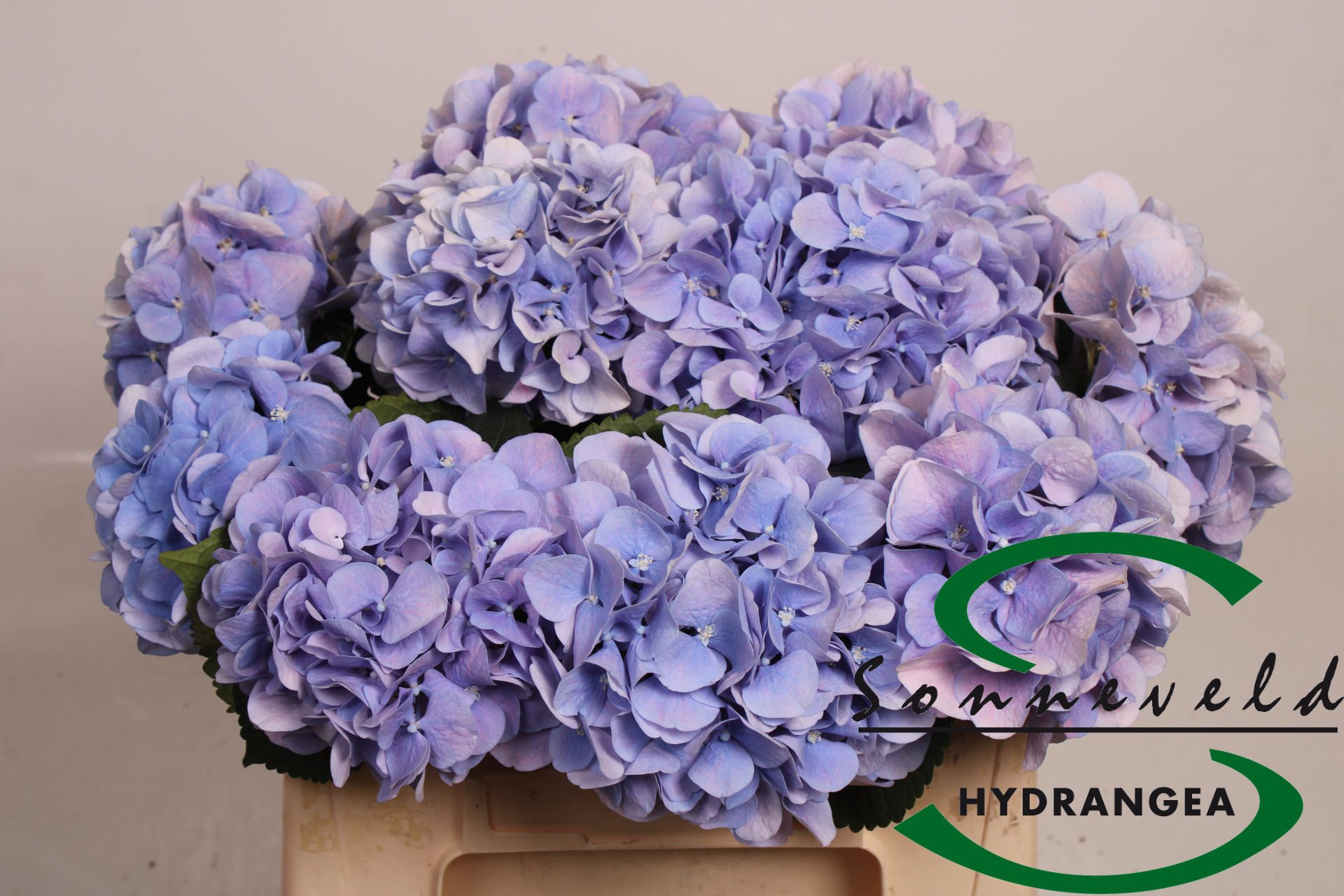 Hydrangea Marsepein Milka 40cm 8Ø