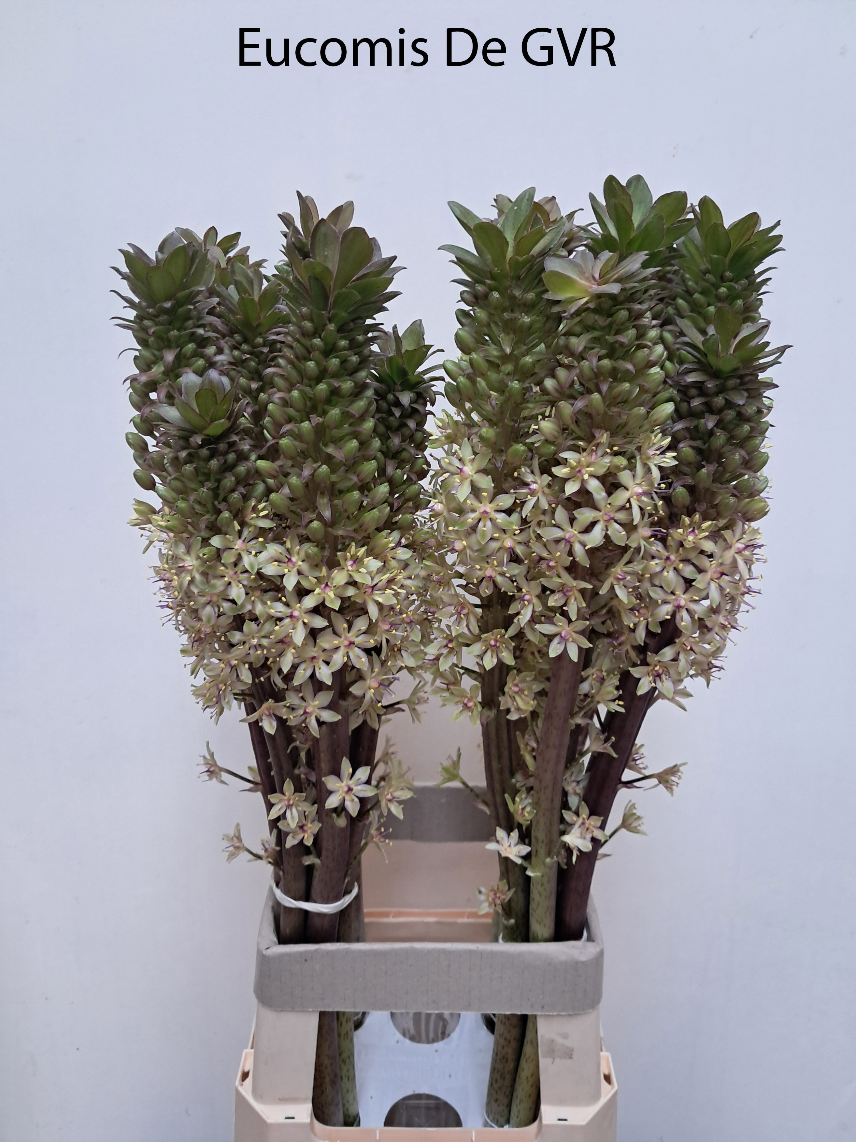 Eucomis Ov