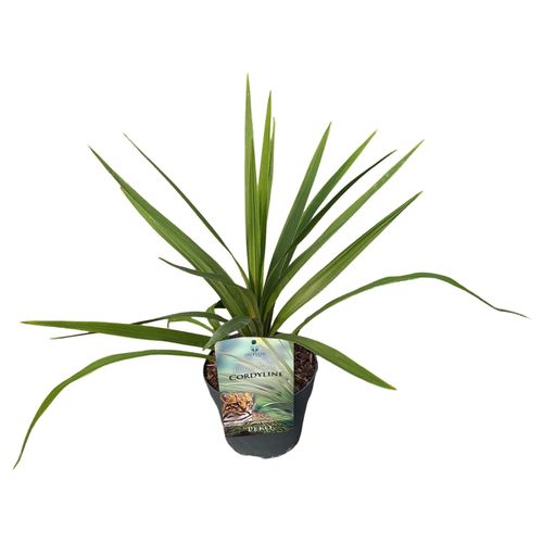 Cordyline australis 'Peko' p17 Peijl