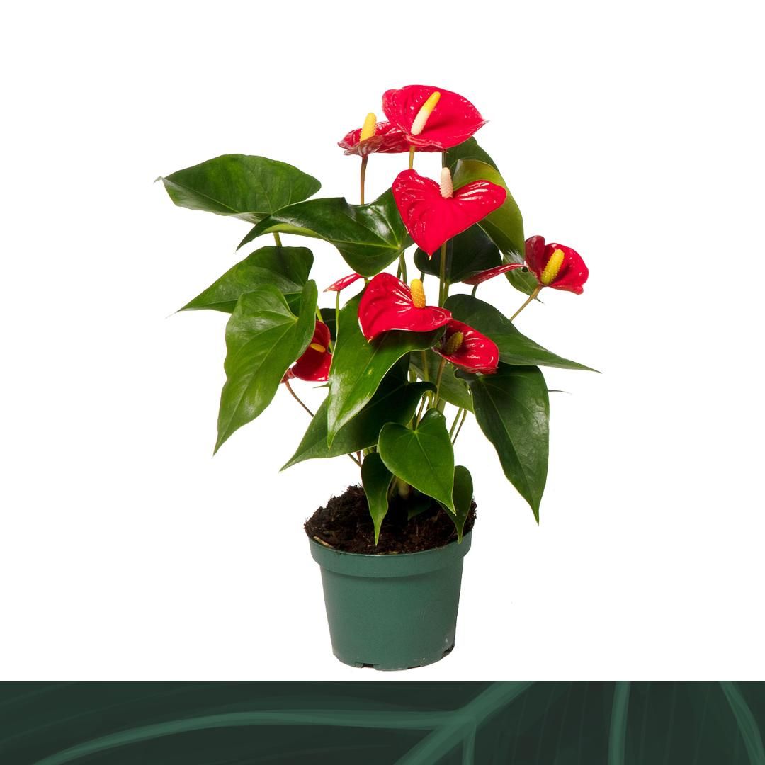 Obrázek Anthurium Aristo P12 35CM