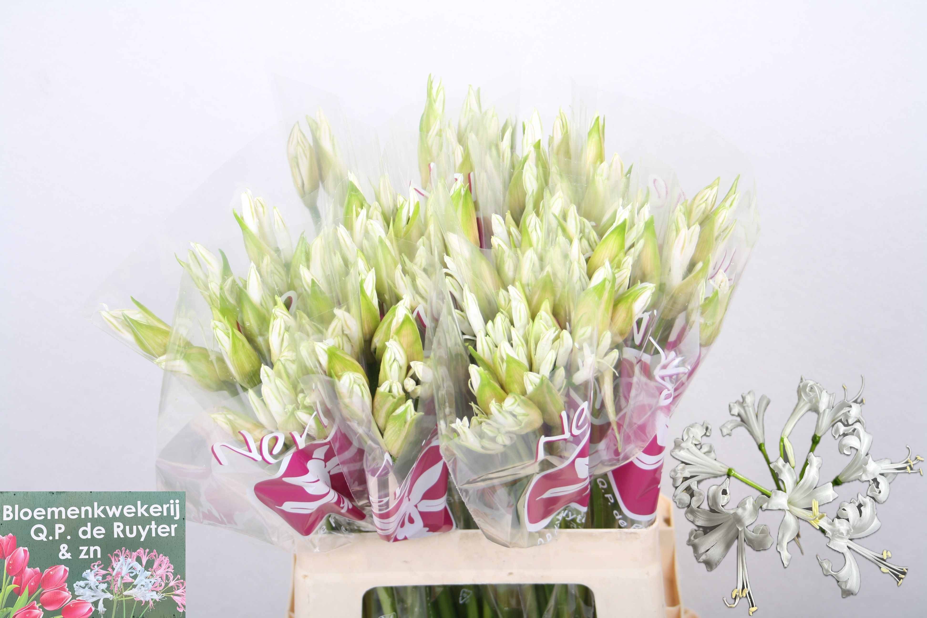 Nerine Bianca Perla 60cm