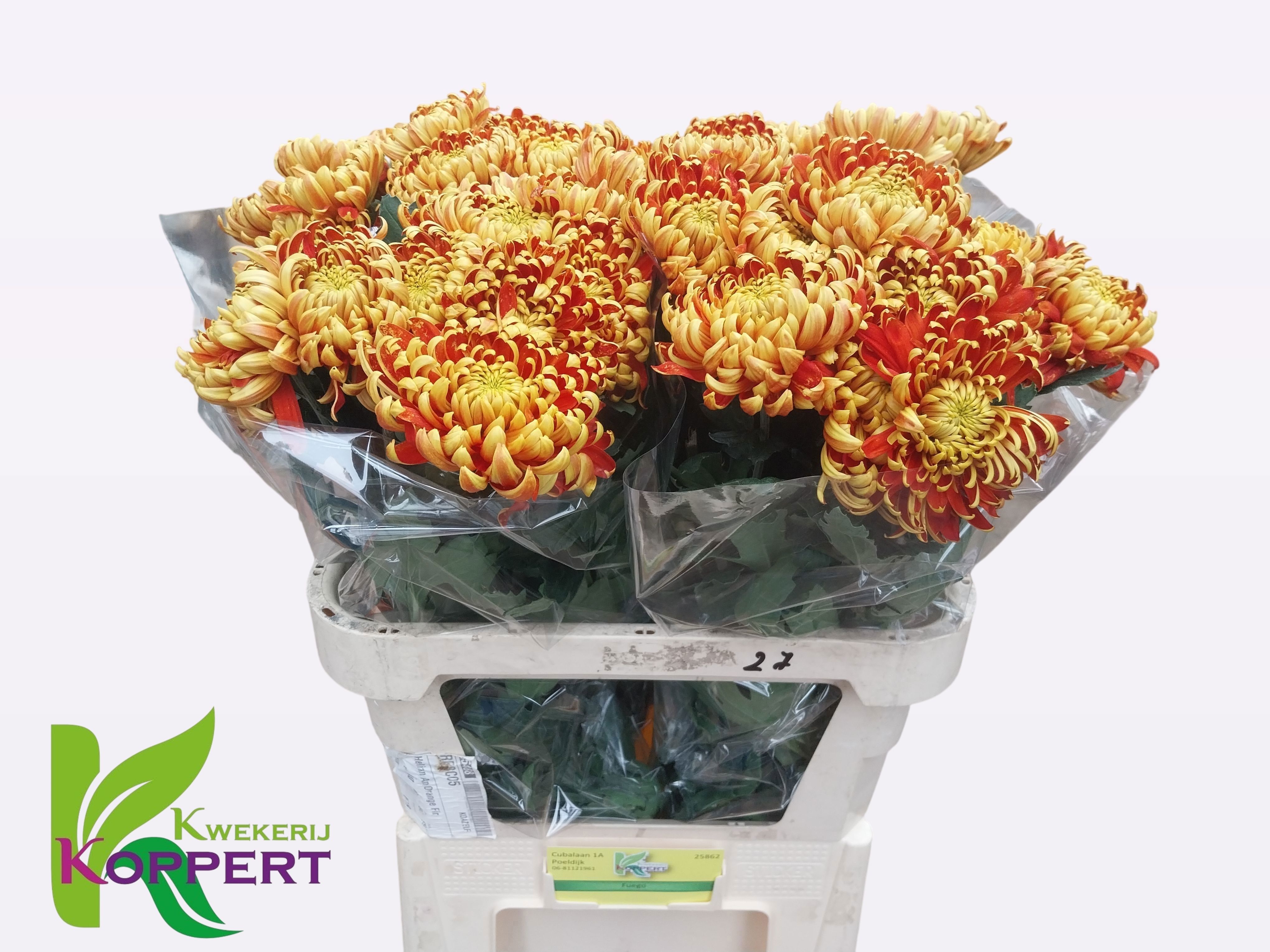 Chrys Single Fuego 80cm 70gram