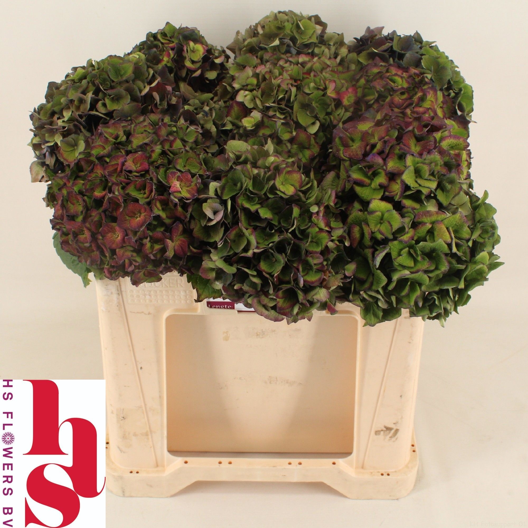 Hydrangea Chmln Mon Amour Classic 50cm 16Ø