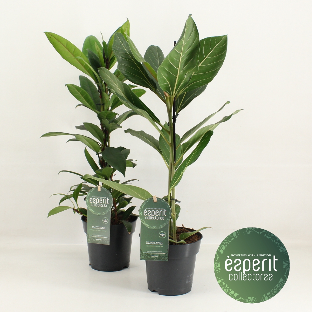 Picture of Ficus Collectorss varieties P17 65CM