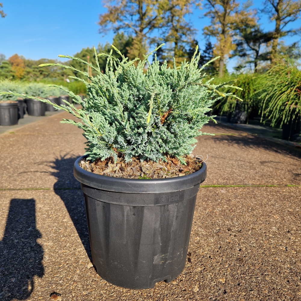 Picture of Juniperus squ. Holger C6 25/30 (LOOSE)