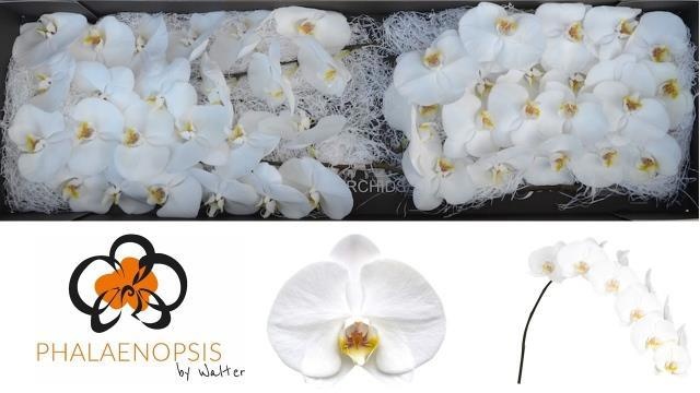 Phalaenopsis Sensation White 80cm 9/12bl