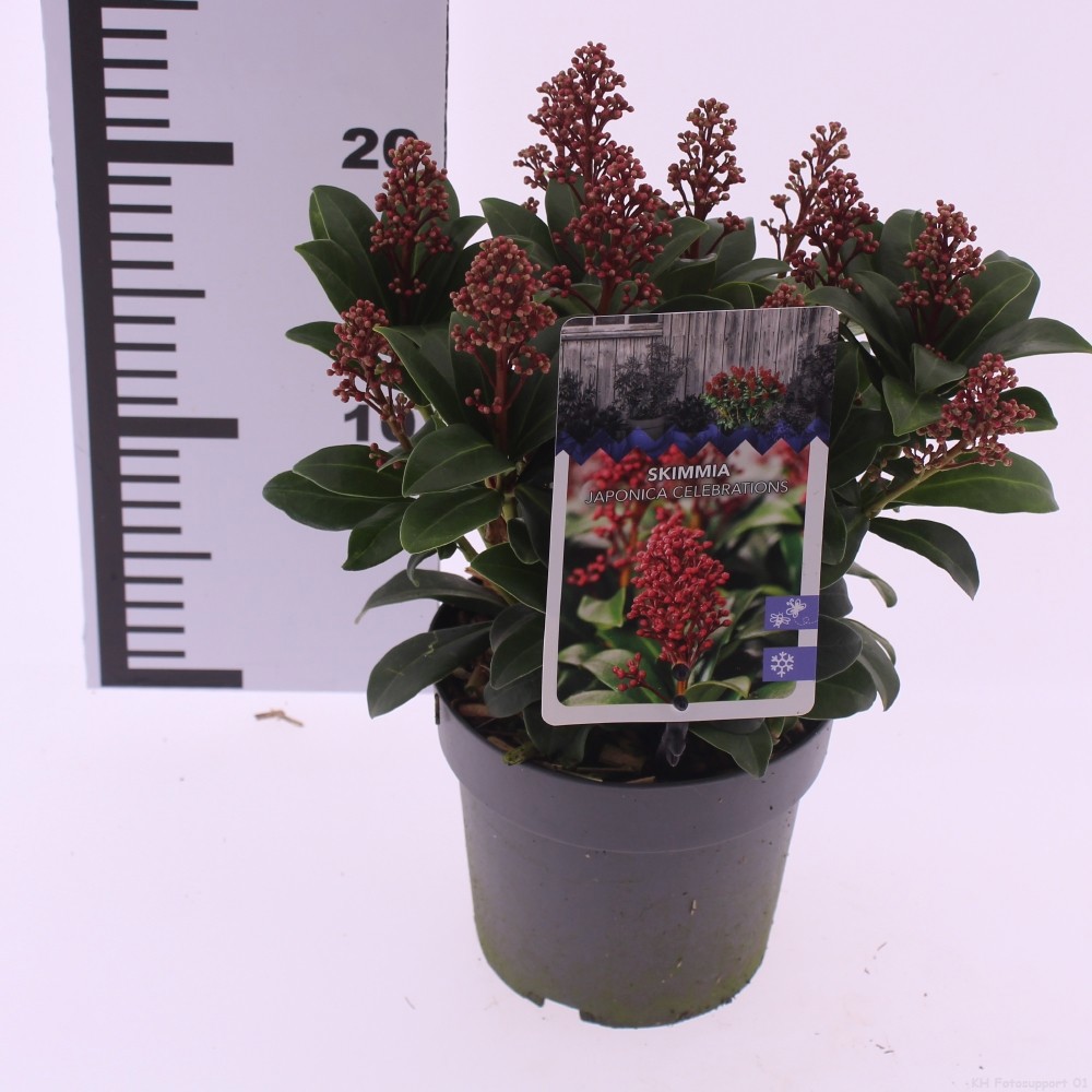 Picture of Skimmia japonica 'Celebrations'