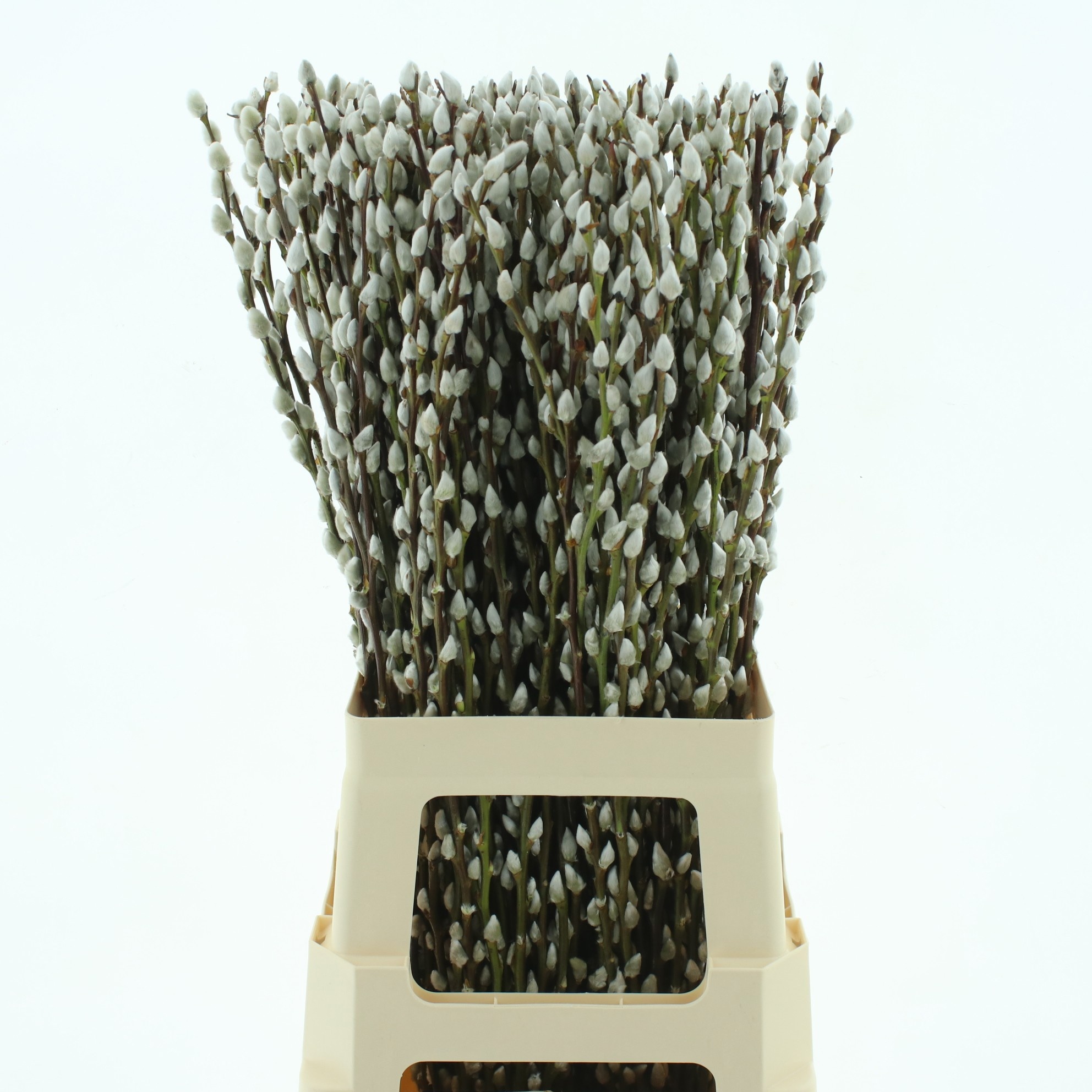 Salix Ca Snow Flake 70cm