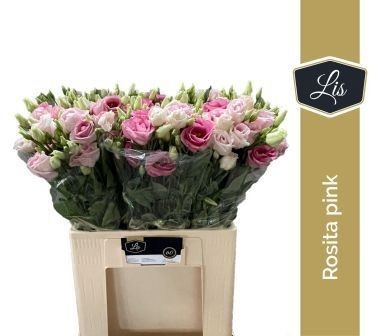 Lisianthus Double Rosita Pink 60cm
