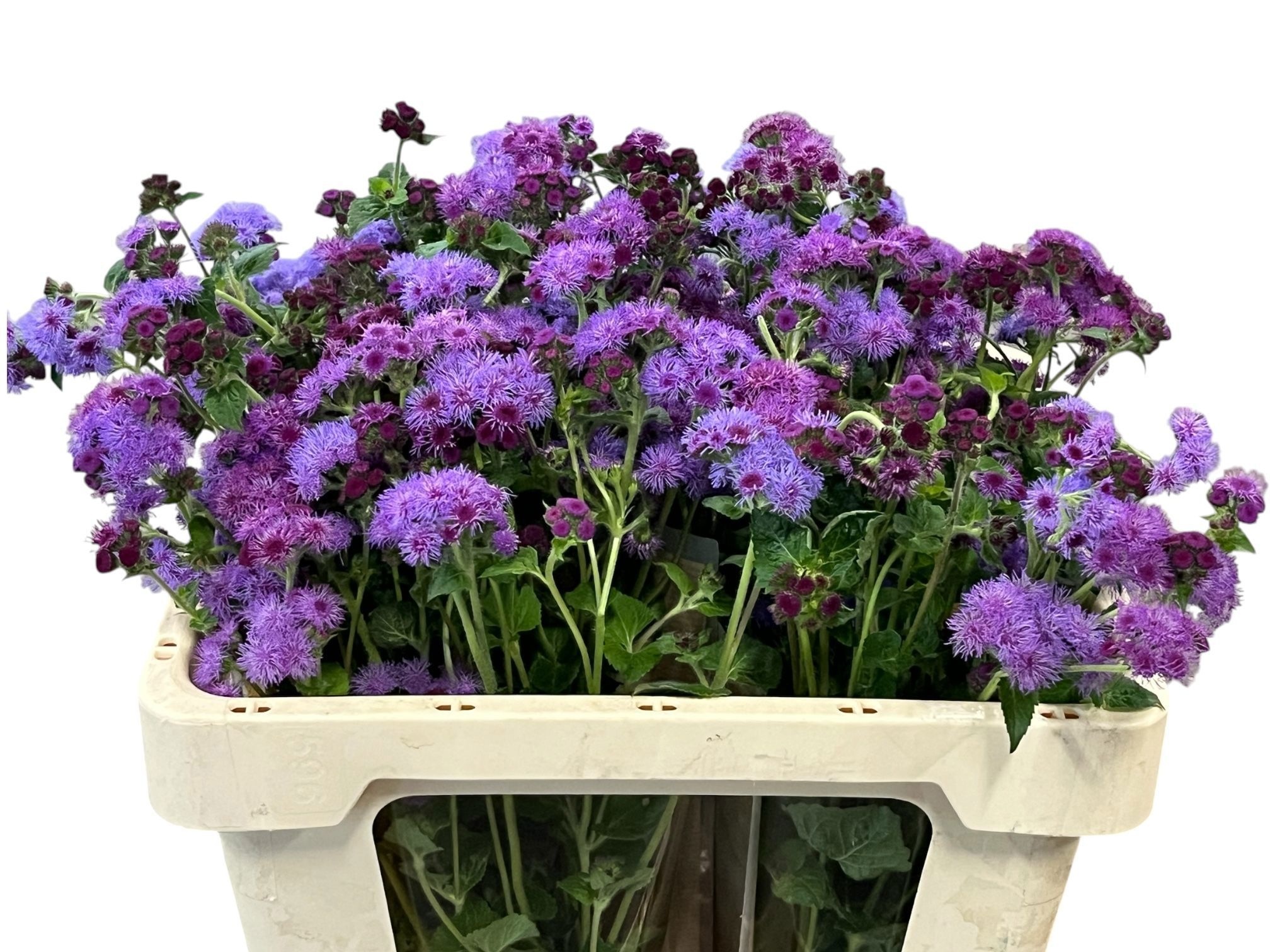 Ageratum Red Sea 50cm