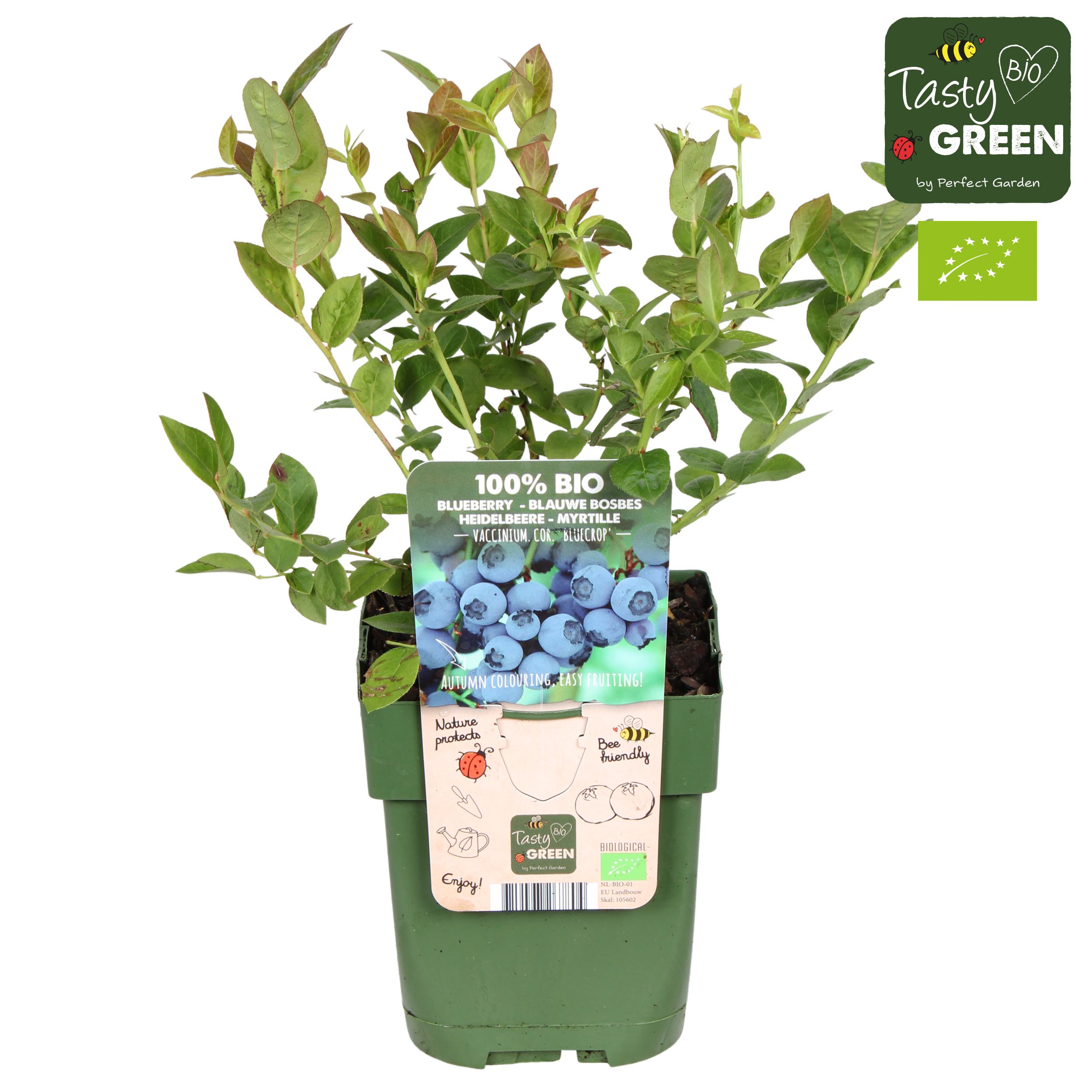 Vaccinium corymbosum 'Bluecrop' bio
