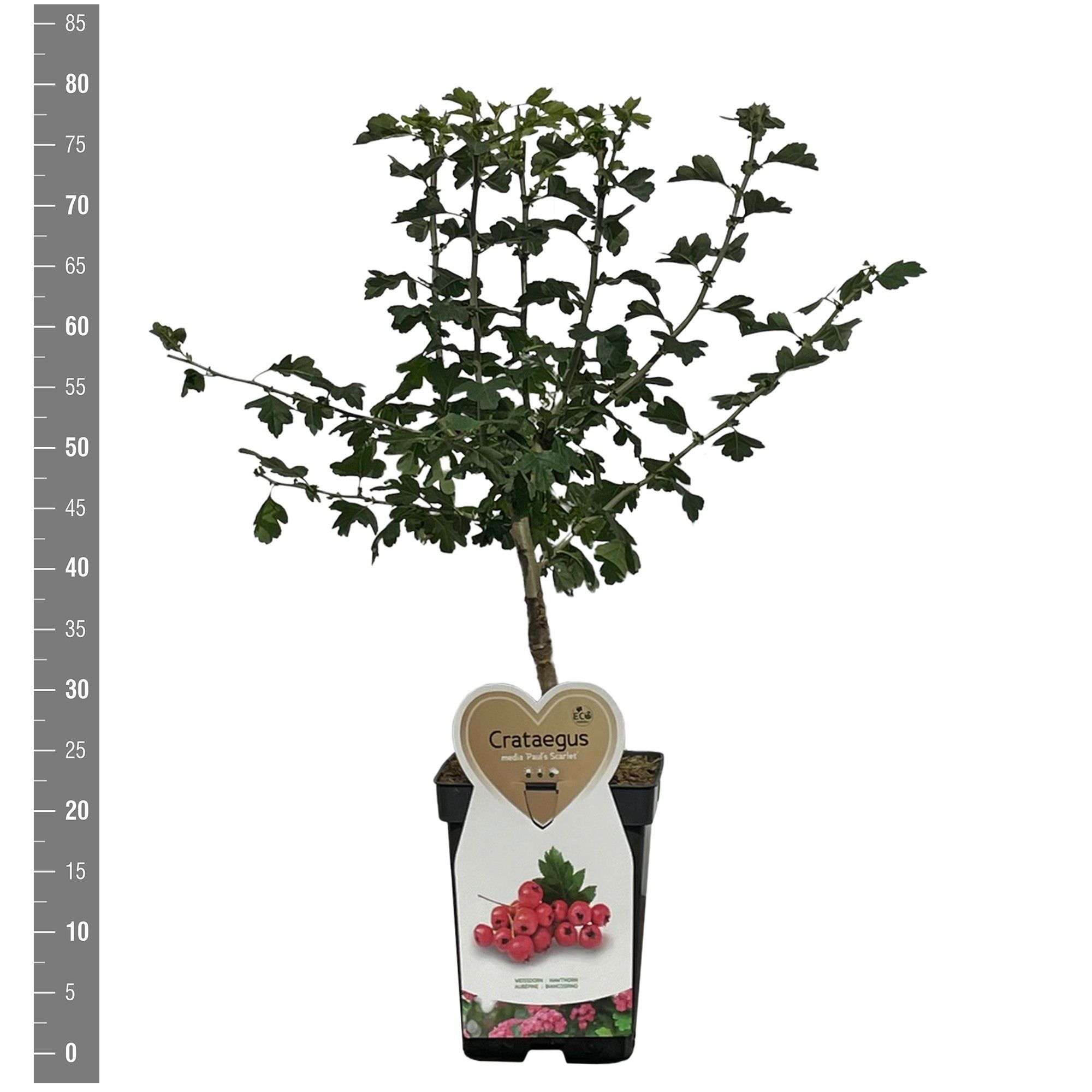 Crataegus Paul Scarlet, struik