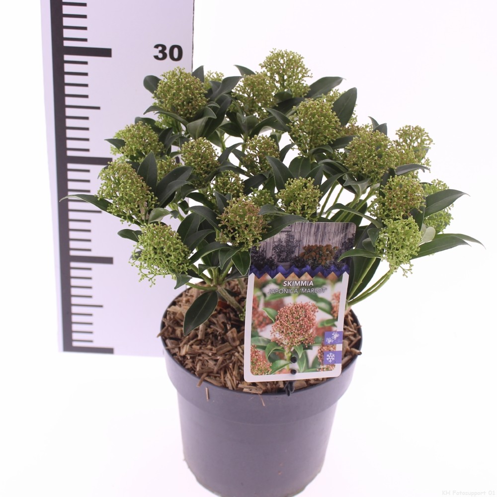 Picture of Skimmia jap. 'Marlot''
