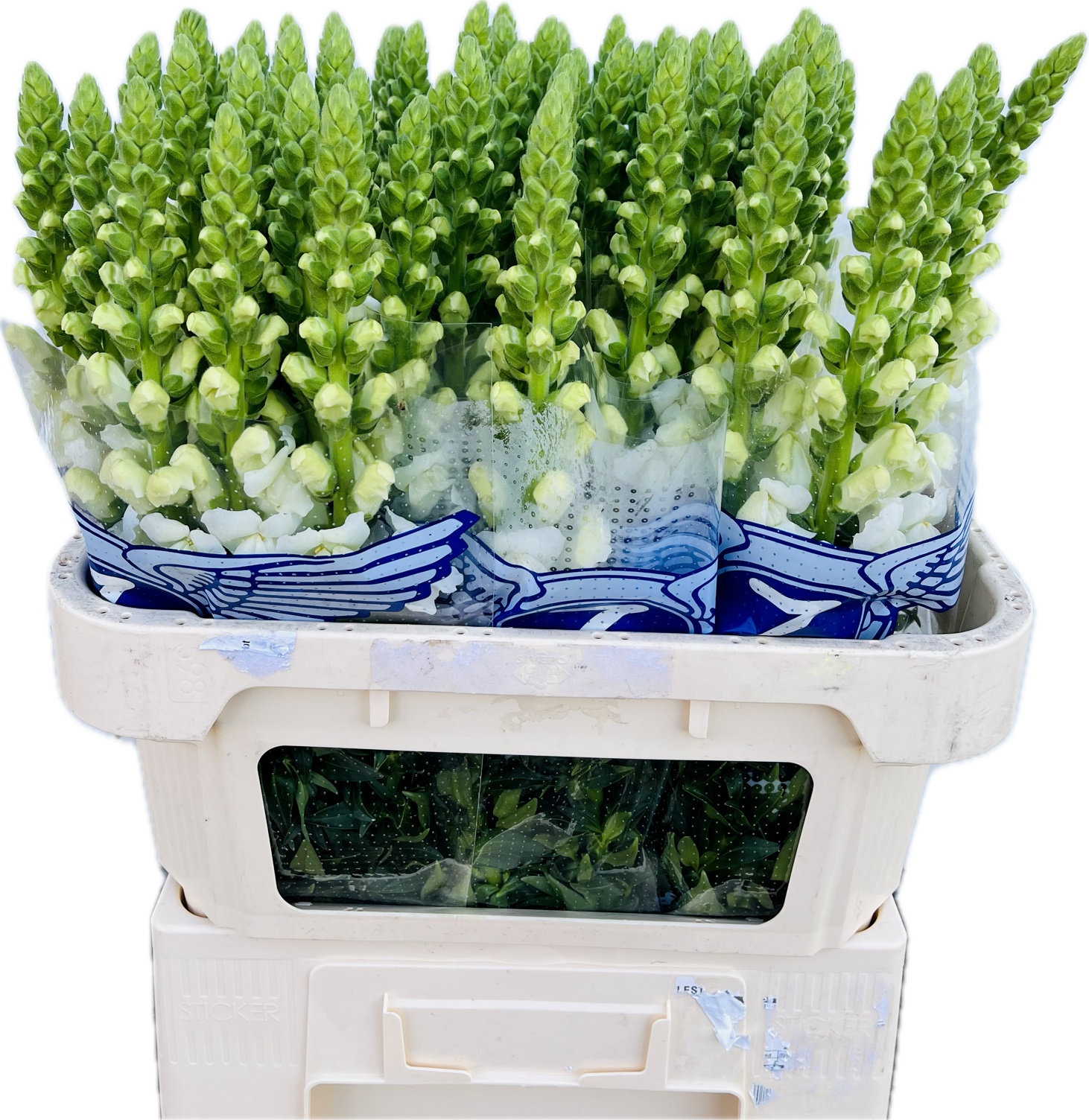 Antirrhinum Poto Early White 70cm