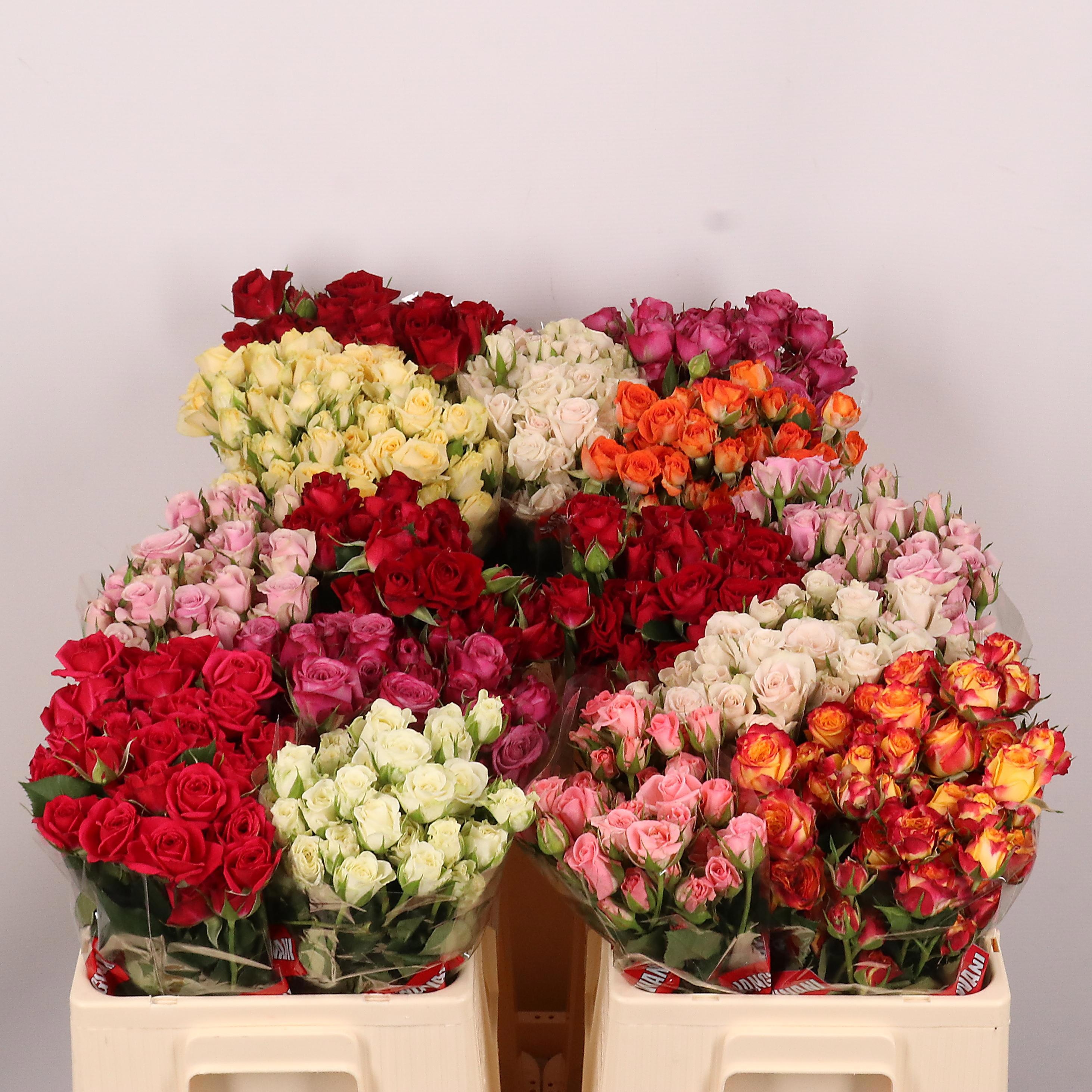 Rosa Spr Mixed In Bucket 50cm