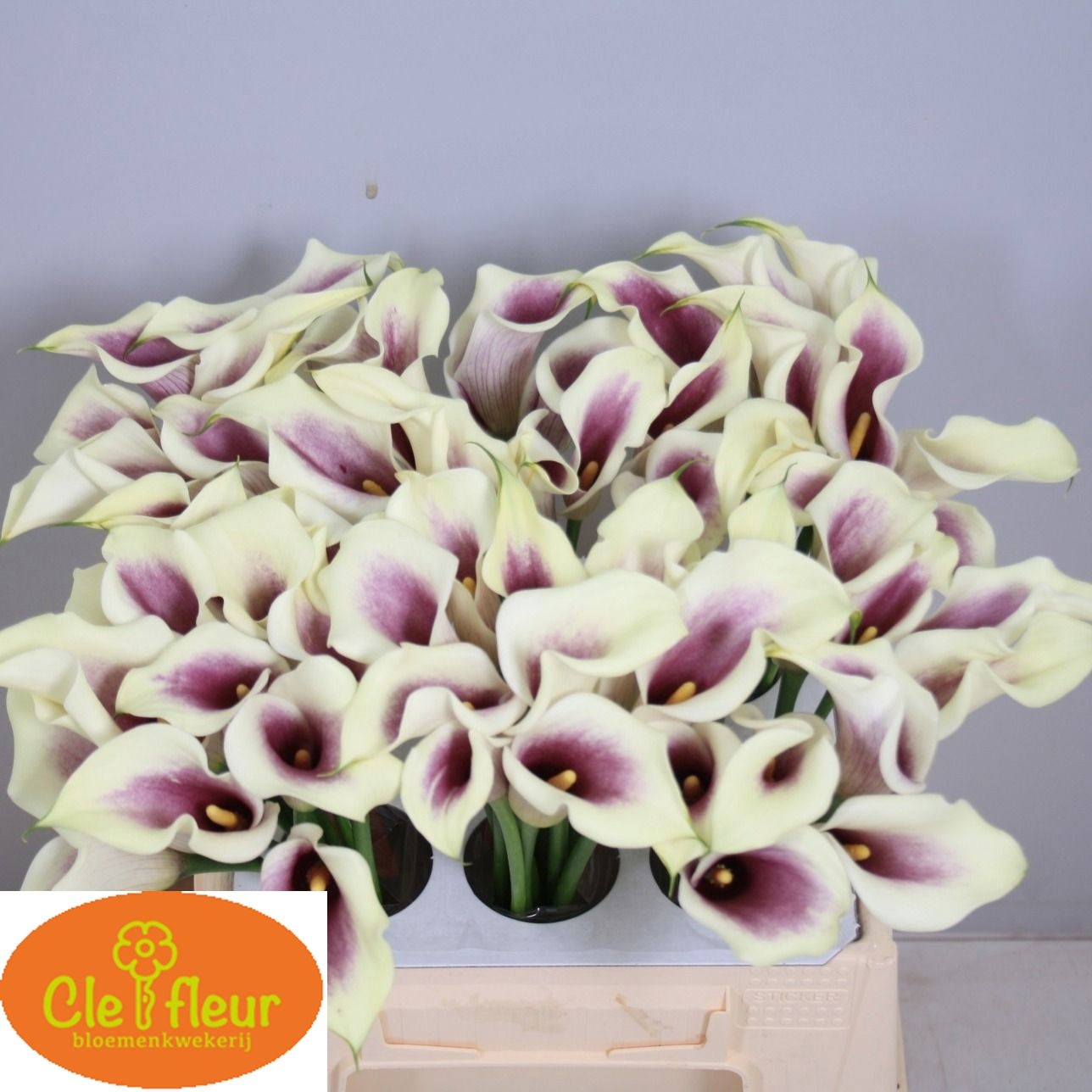 Calla Picasso 40cm
